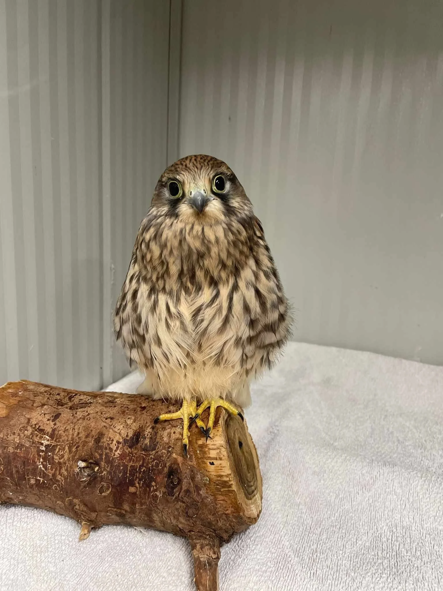 A small bird of prey, possibly a hawk or falcon, perched on a log inside a room with gray walls.