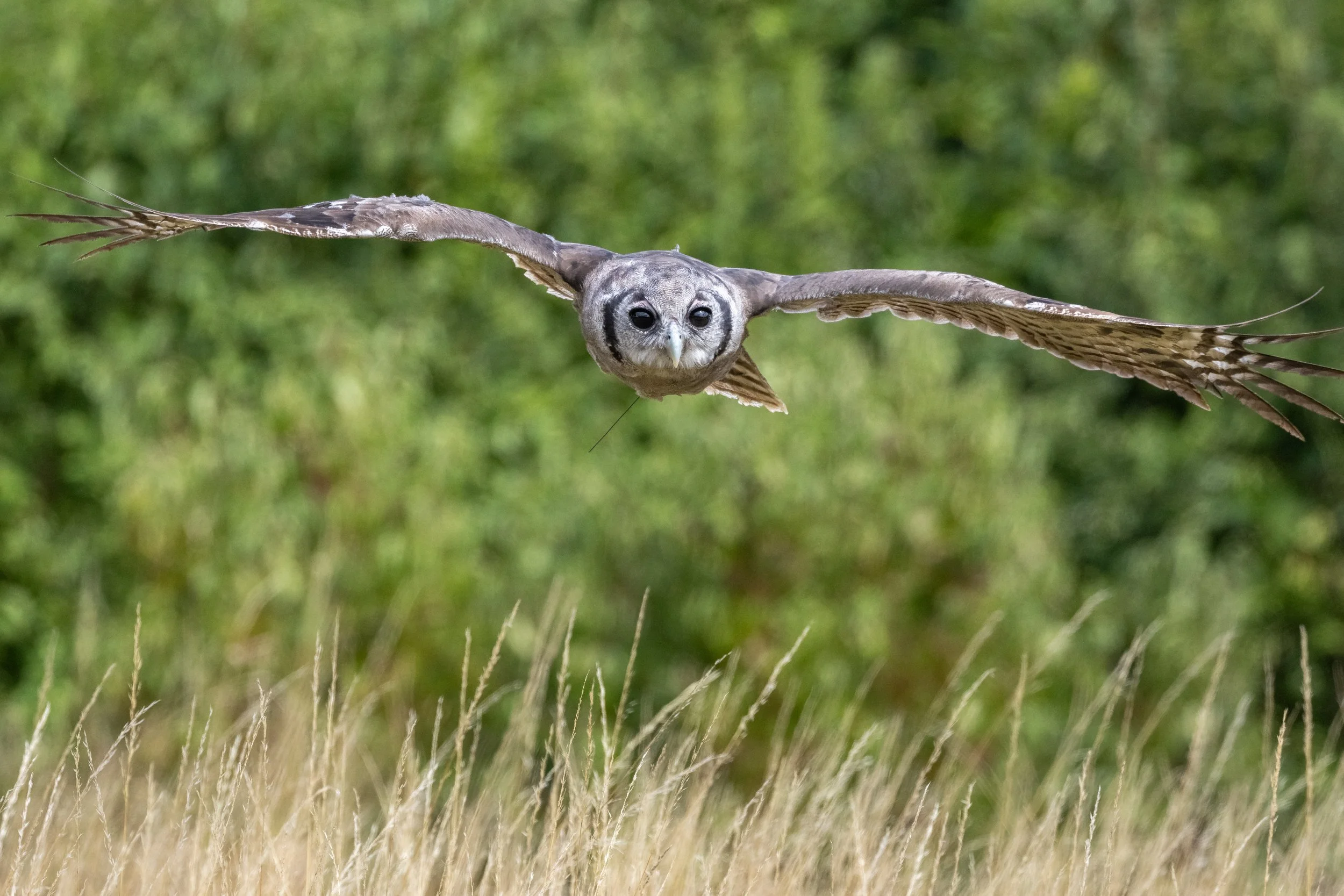 A close-up of a owl with its wings spread wide in mid-flight, showing detailed feathers and piercing yellow eyes against a blurred green background.