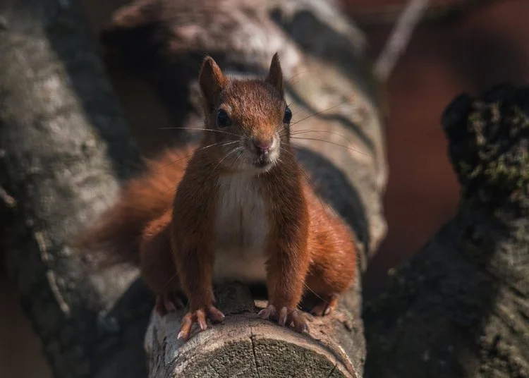 A close-up of a small red squirrel sitting on a log, with tree branches and bark in the background.