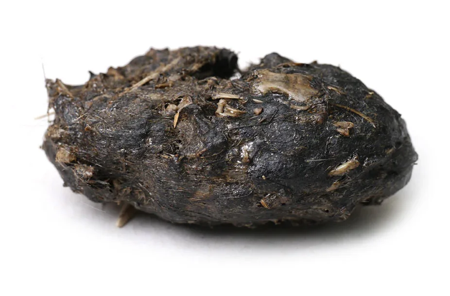 Owl Pellets