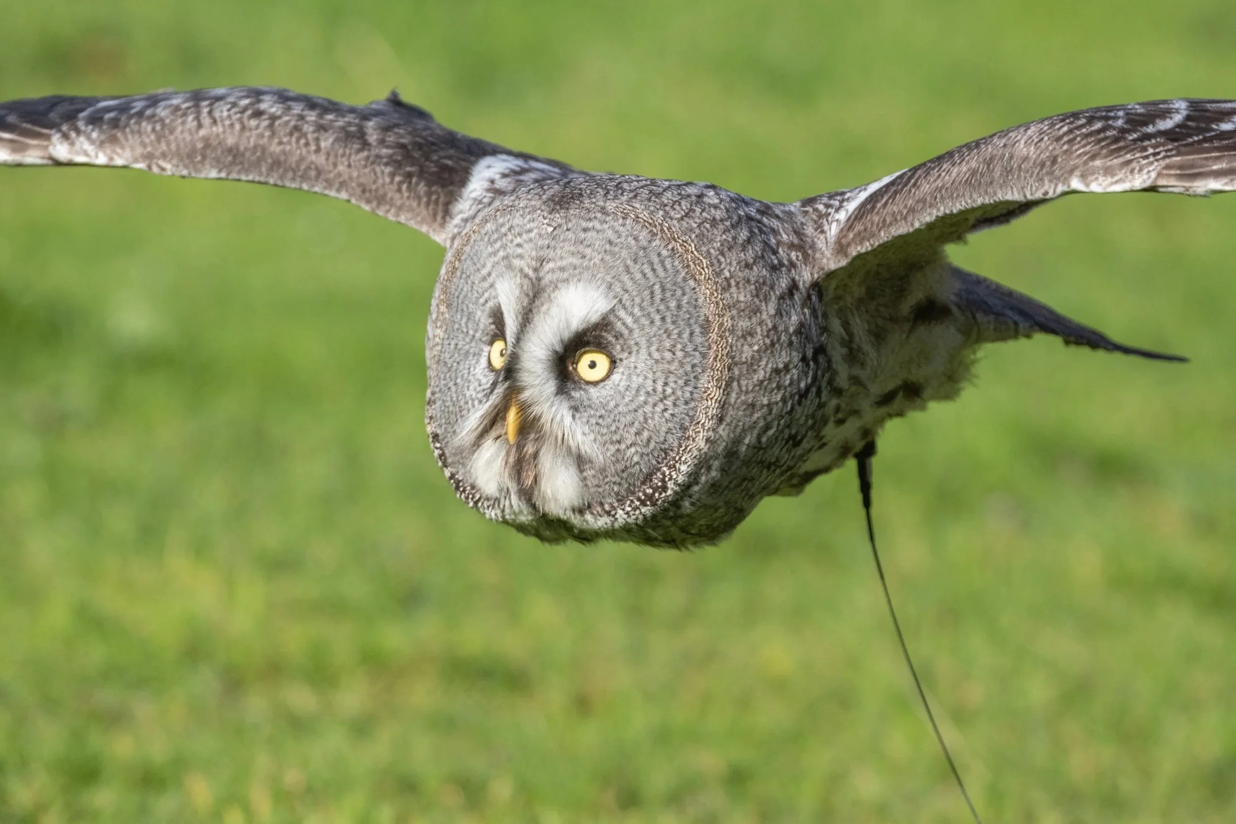 Aerial view of a great gray owl flying low over green grass field.