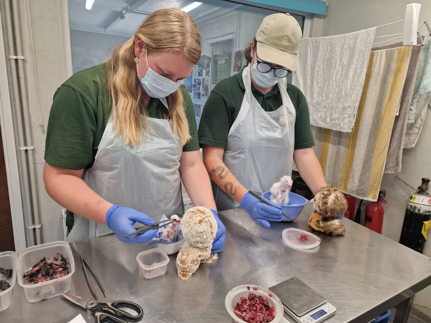 Two people in masks, gloves, and aprons performing a veterinary surgery on small baby owls in a clinical environment, with medical tools and containers nearby.