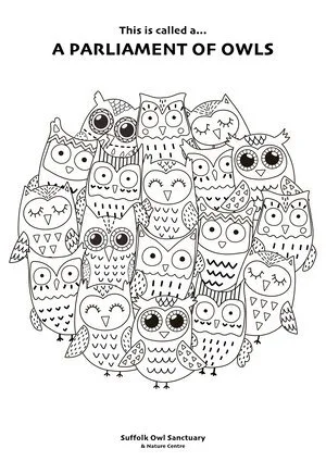 Line drawing of multiple cartoon owls with big eyes, grouped together, with a header that says "This is called a... A PARLIAMENT OF OWLS," and a footer indicating "Suffolk Owl Sanctuary & Nature Center."