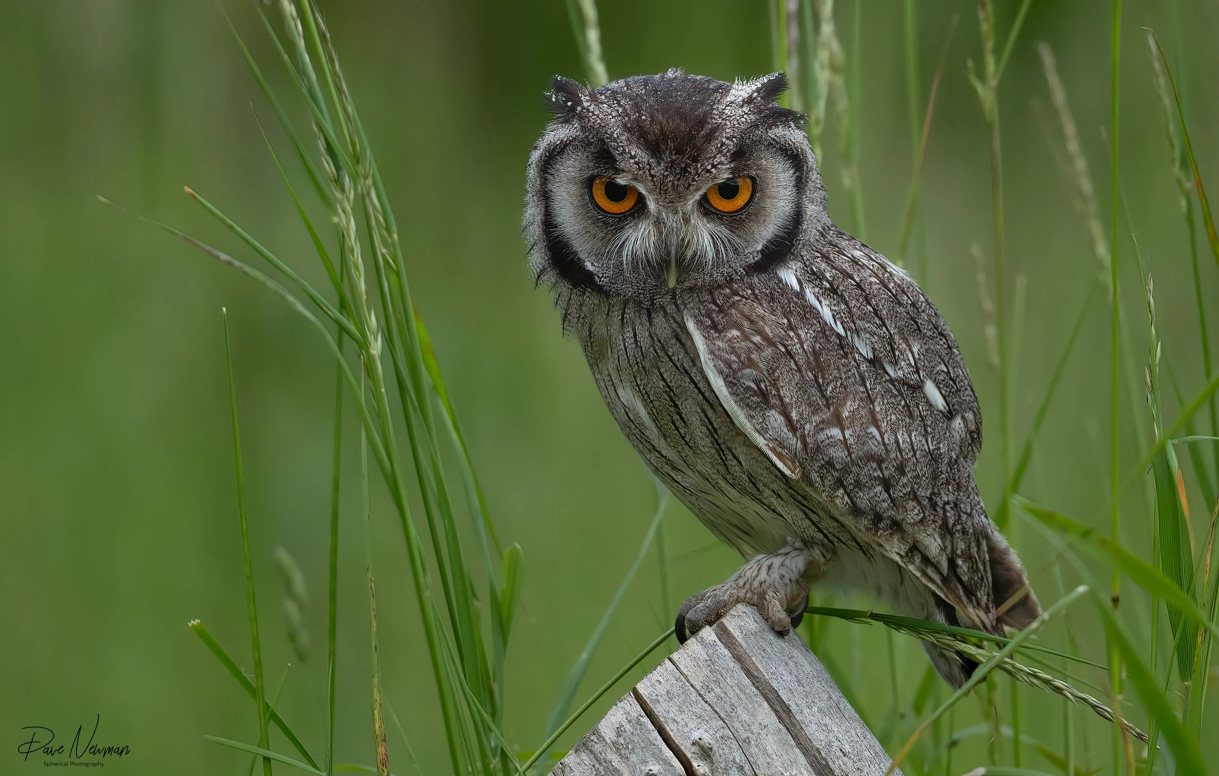 A close-up of an owl with bright orange eyes, perched on a gray wooden stump, surrounded by green grass and plants.