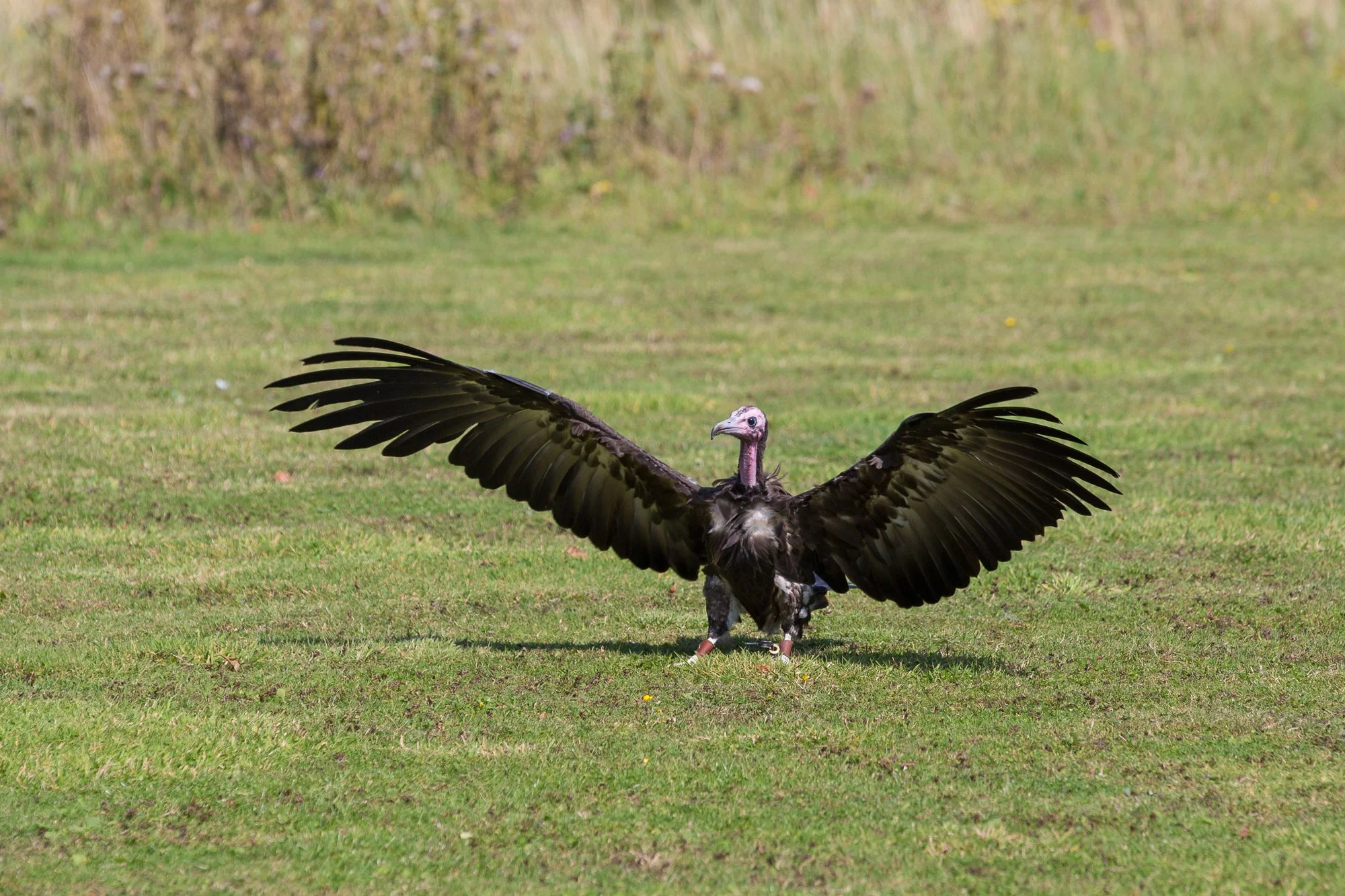Wild turkey with wings spread wide standing on grass field.