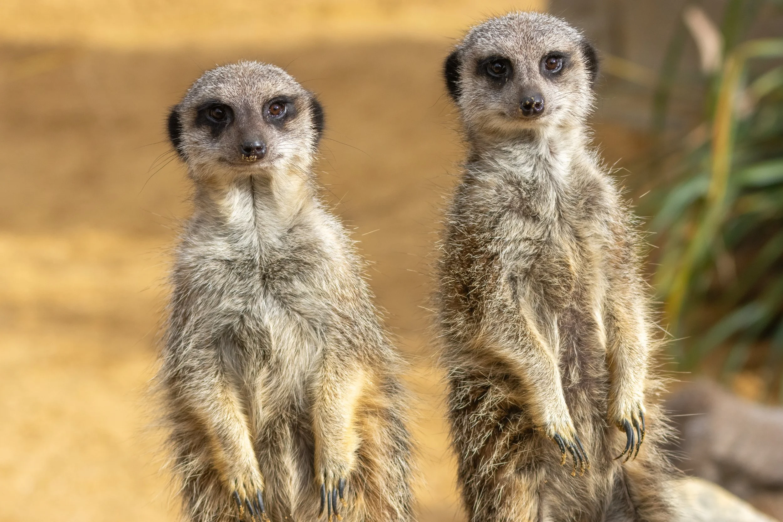 Two meerkats standing upright with a blurred natural background.