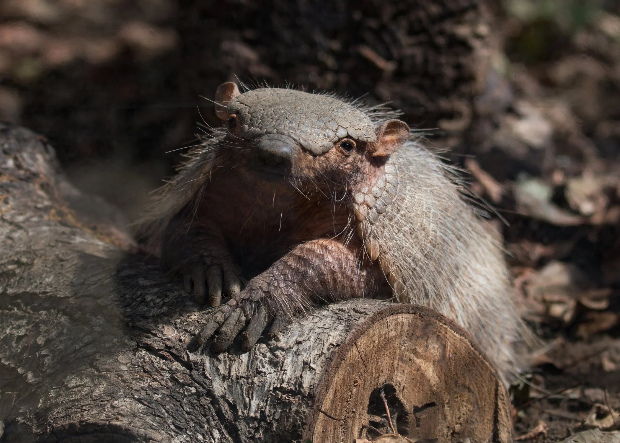 An armadillo, sitting on a log in a forested environment.