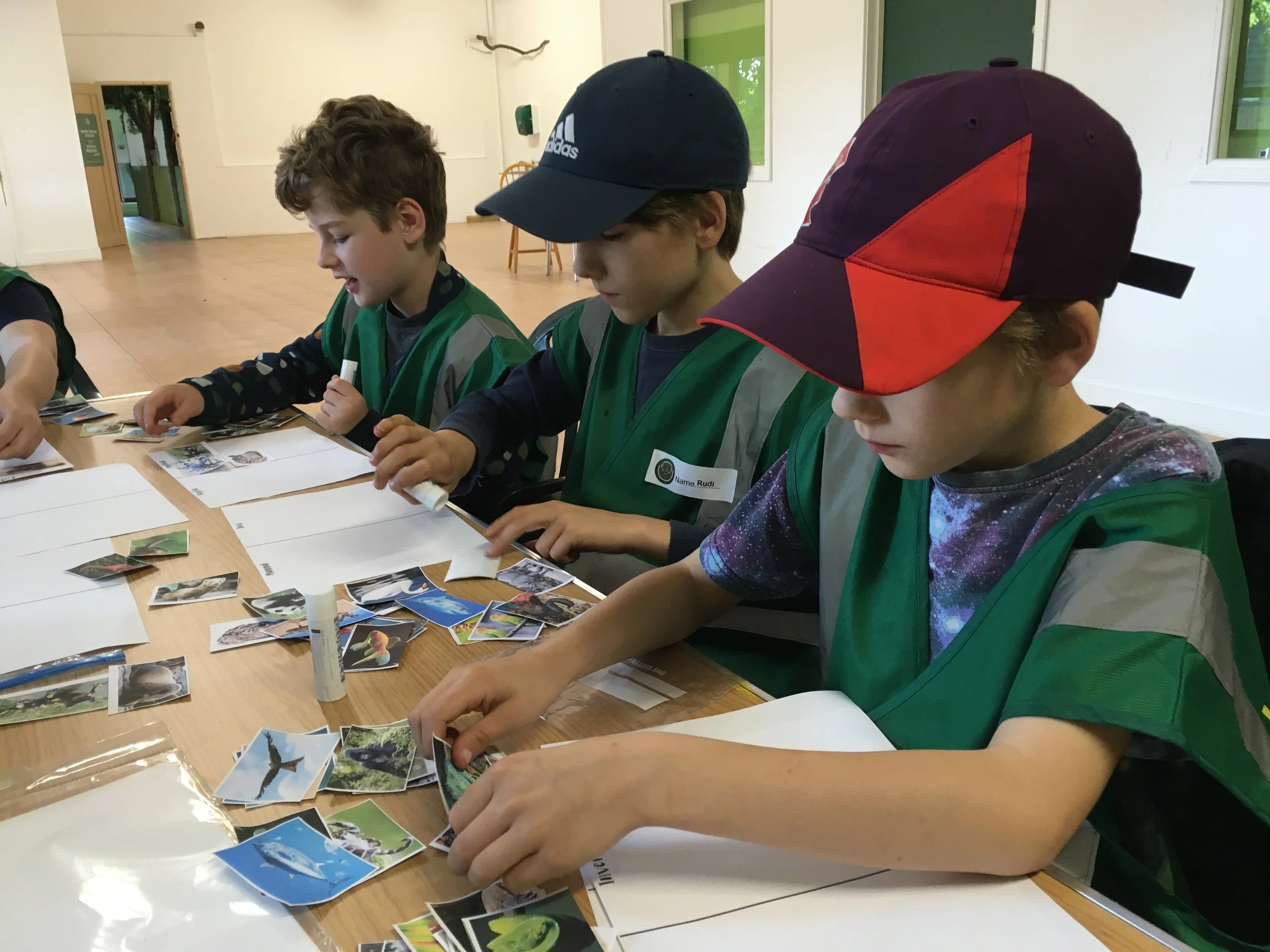 Children sitting at a table looking at and sorting pictures of animals.