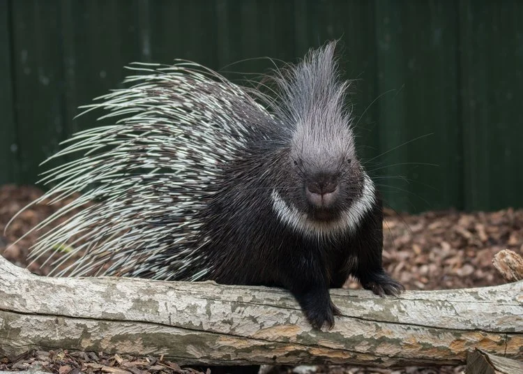 A porcupine standing on a log with a green fence in the background.
