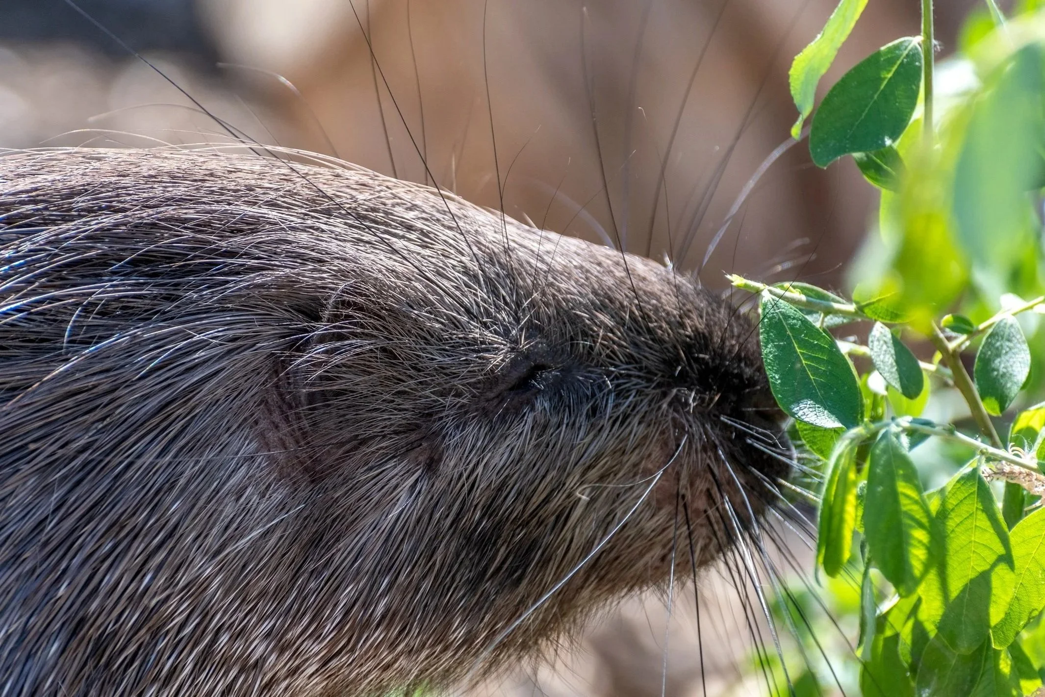 Close-up of a Porcupines face with whiskers, nose, and eye visible, sniffing green leaves.