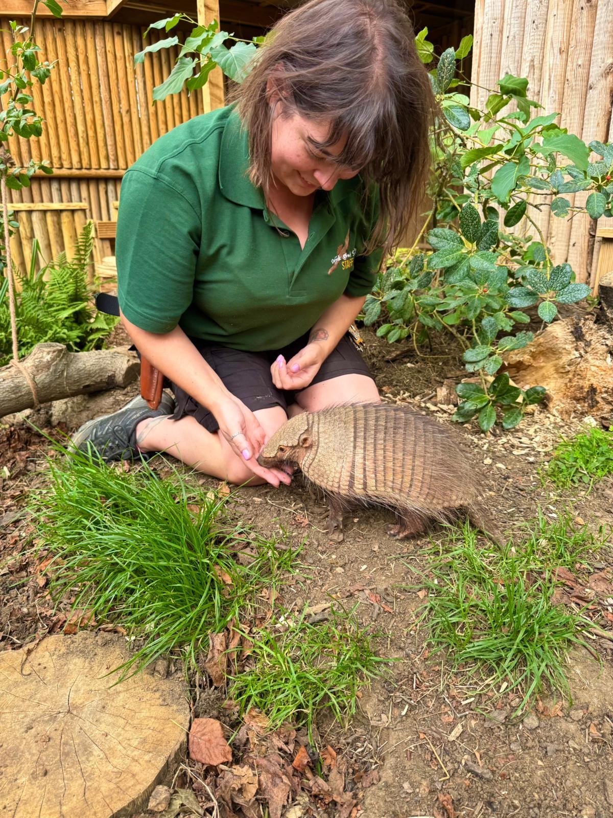 A woman kneeling on the ground, smiling, gently touching a large armadillo outside in a garden surrounded by green plants and a wooden fence.