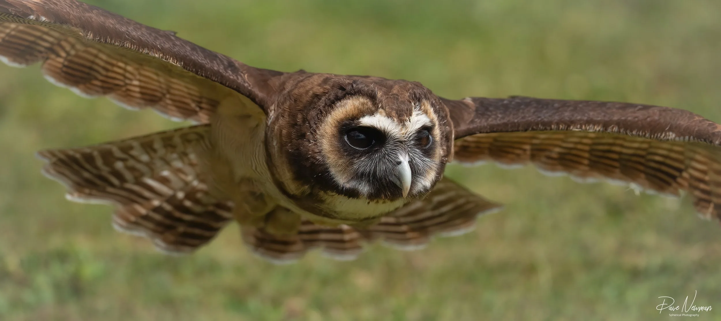 A detailed close-up of a flying owl in midair with outstretched wings, showing the bird's face, large dark eyes, and hooked beak.