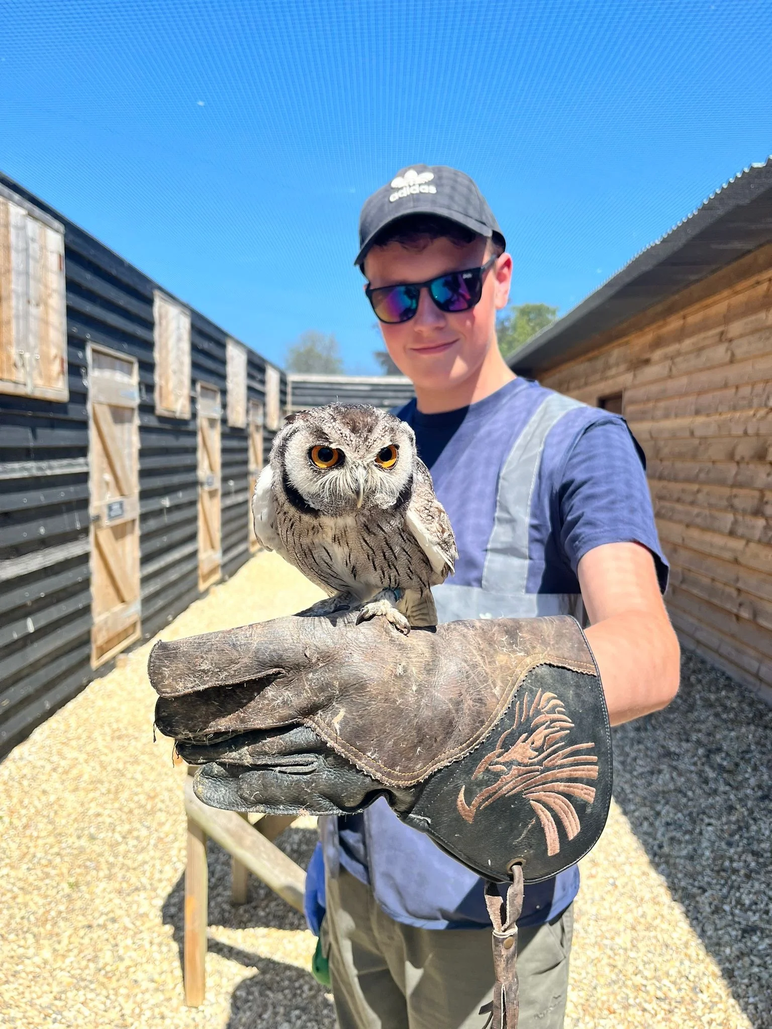 Young man holding a grey owl on his gloved hand at an outdoor bird sanctuary with wooden and black fencing and clear blue sky.