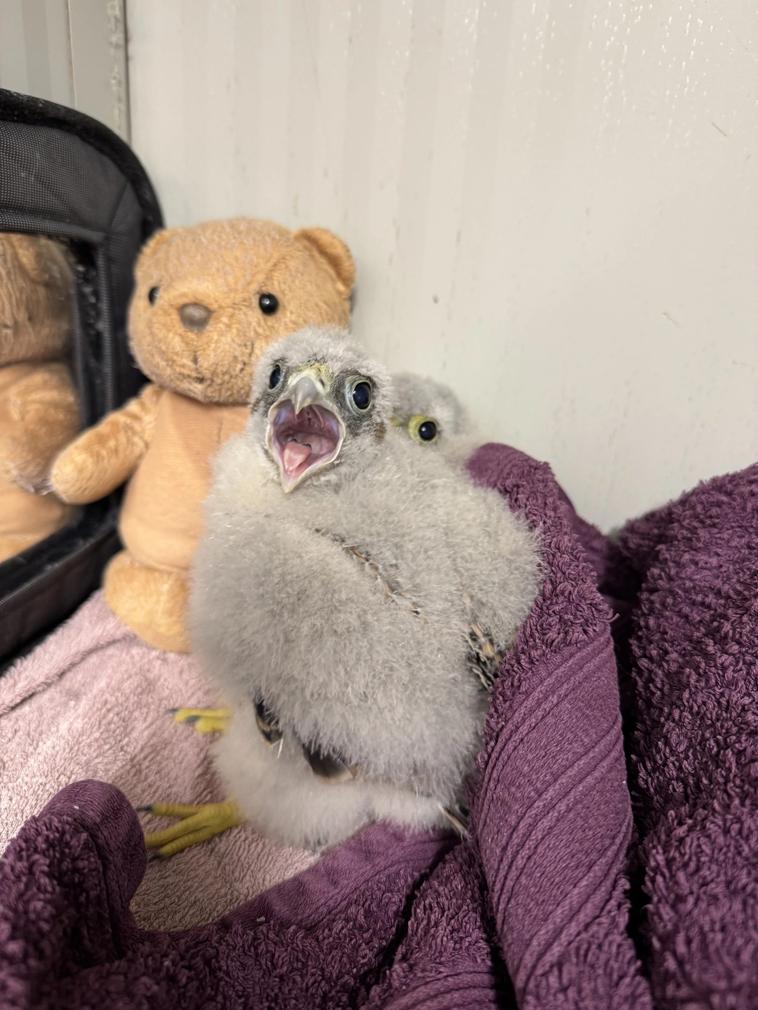 A fuzzy baby bird with an open beak perched on a person's arm, a stuffed teddy bear, and a small stuffed animal in the background.