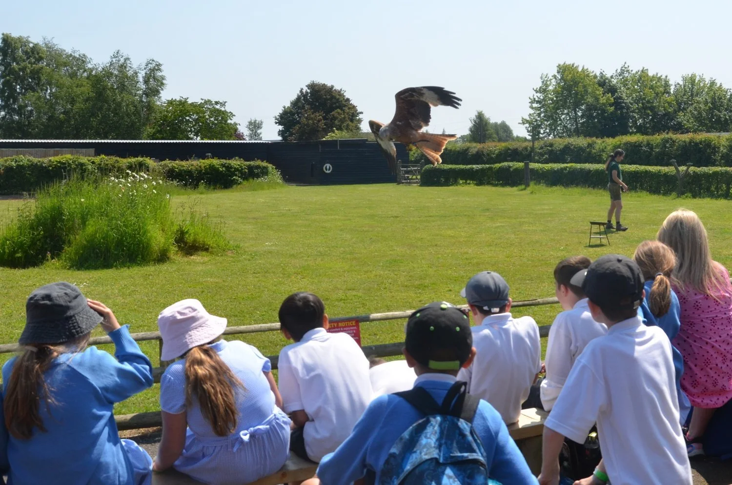 Children sitting on a bench watching a bird of prey, likely an eagle, performing a flying demonstration at a bird of prey show outdoors on a sunny day.