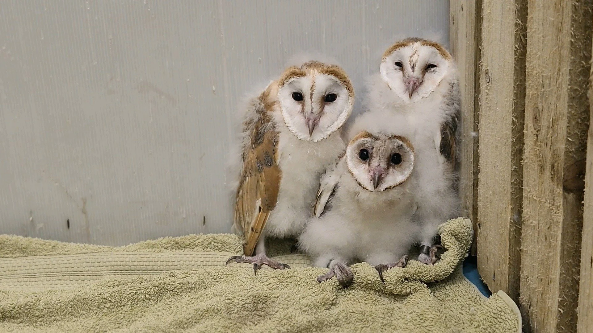 Three baby owls with fluffy white and brown feathers resting on a green towel in a wooden enclosure.