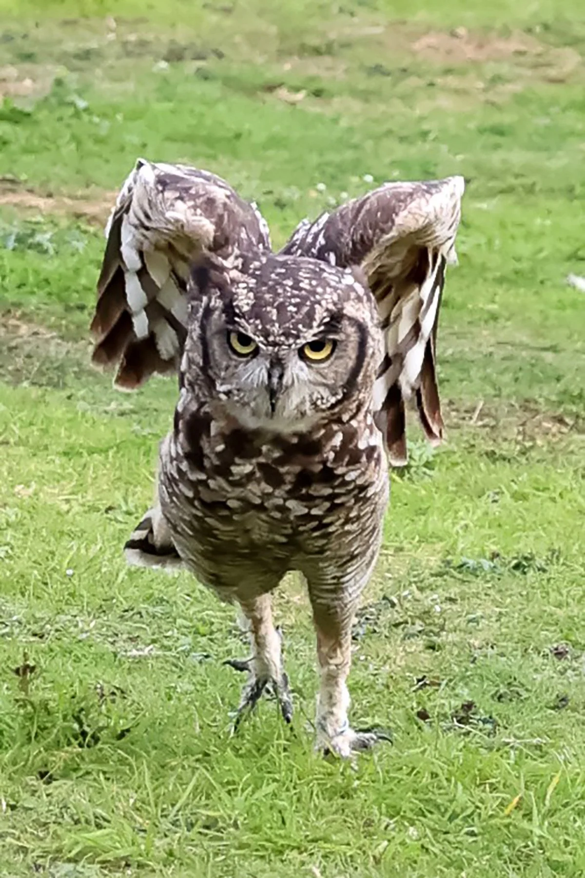 Adult 53