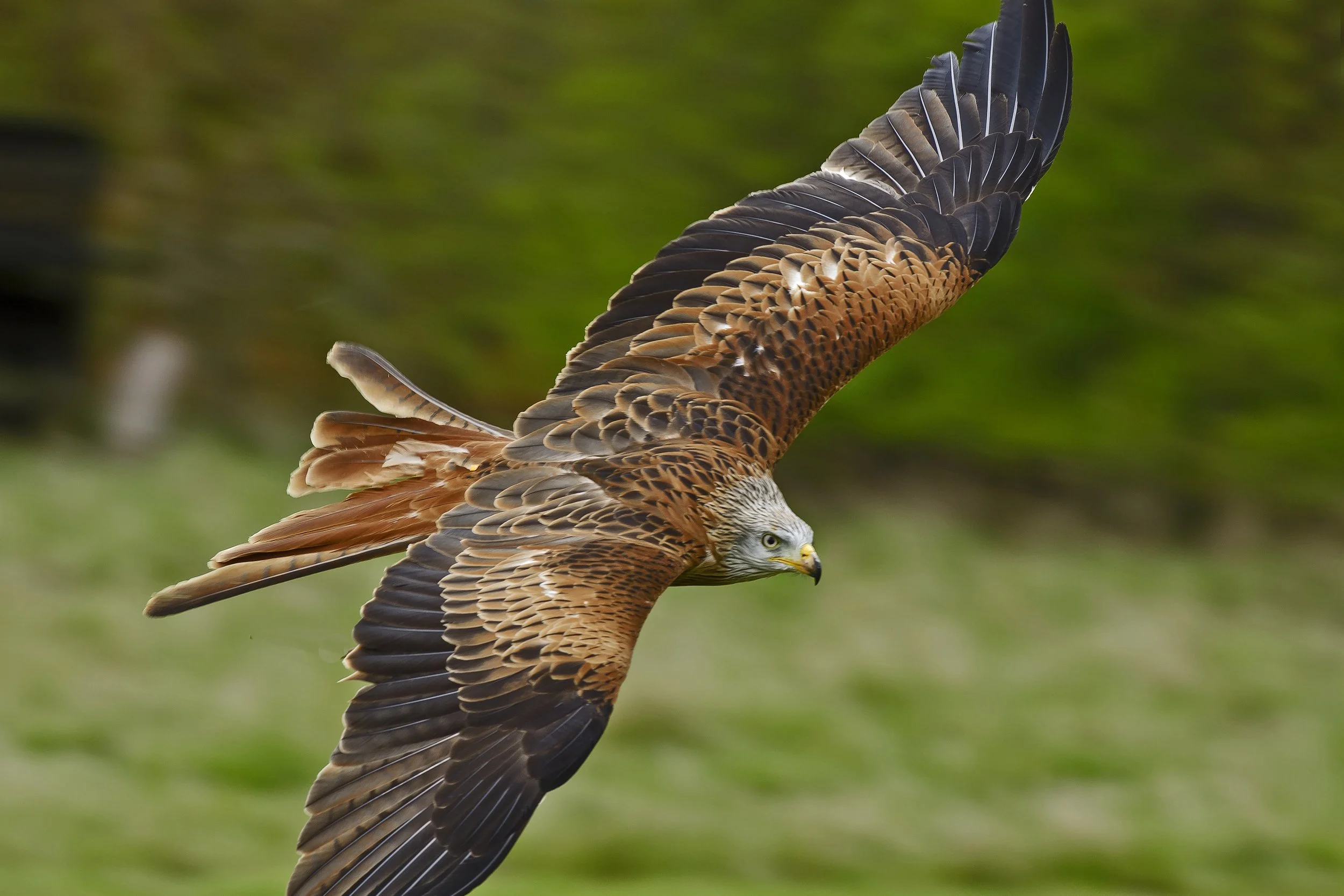 A hawk flying with outstretched wings over a grassy background.