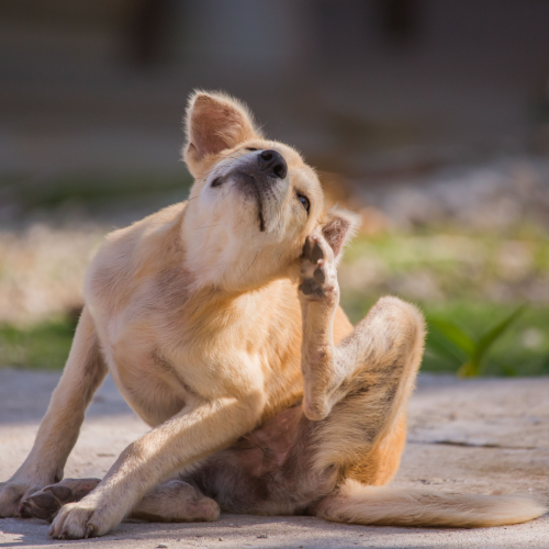 5 Common Dog Nutrition Myths Debunked