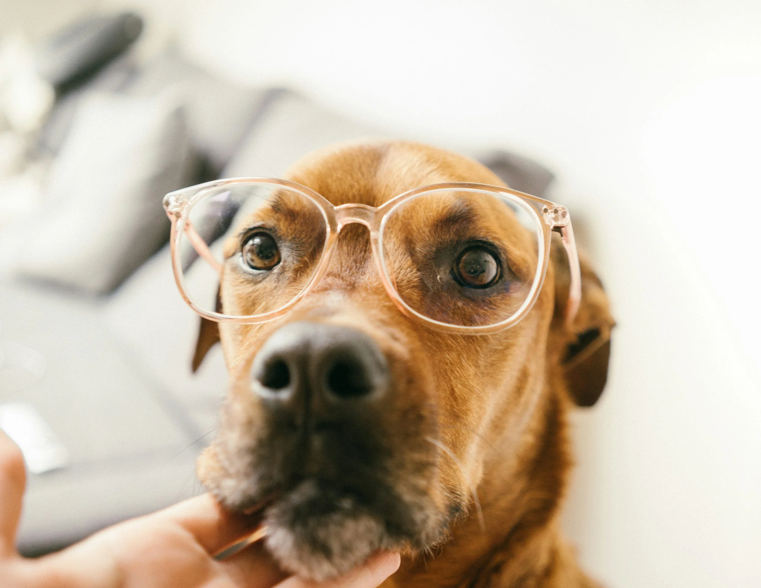 Meat Meals and Animal Derivatives in Dog Food: Debunking Myths and Understanding the Facts