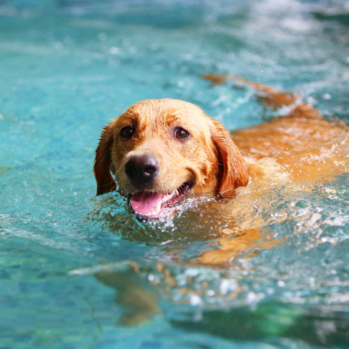 Why You Should Never Let Your Dog Jump Into Deep Water: Hidden Dangers Every Dog Owner Must Know