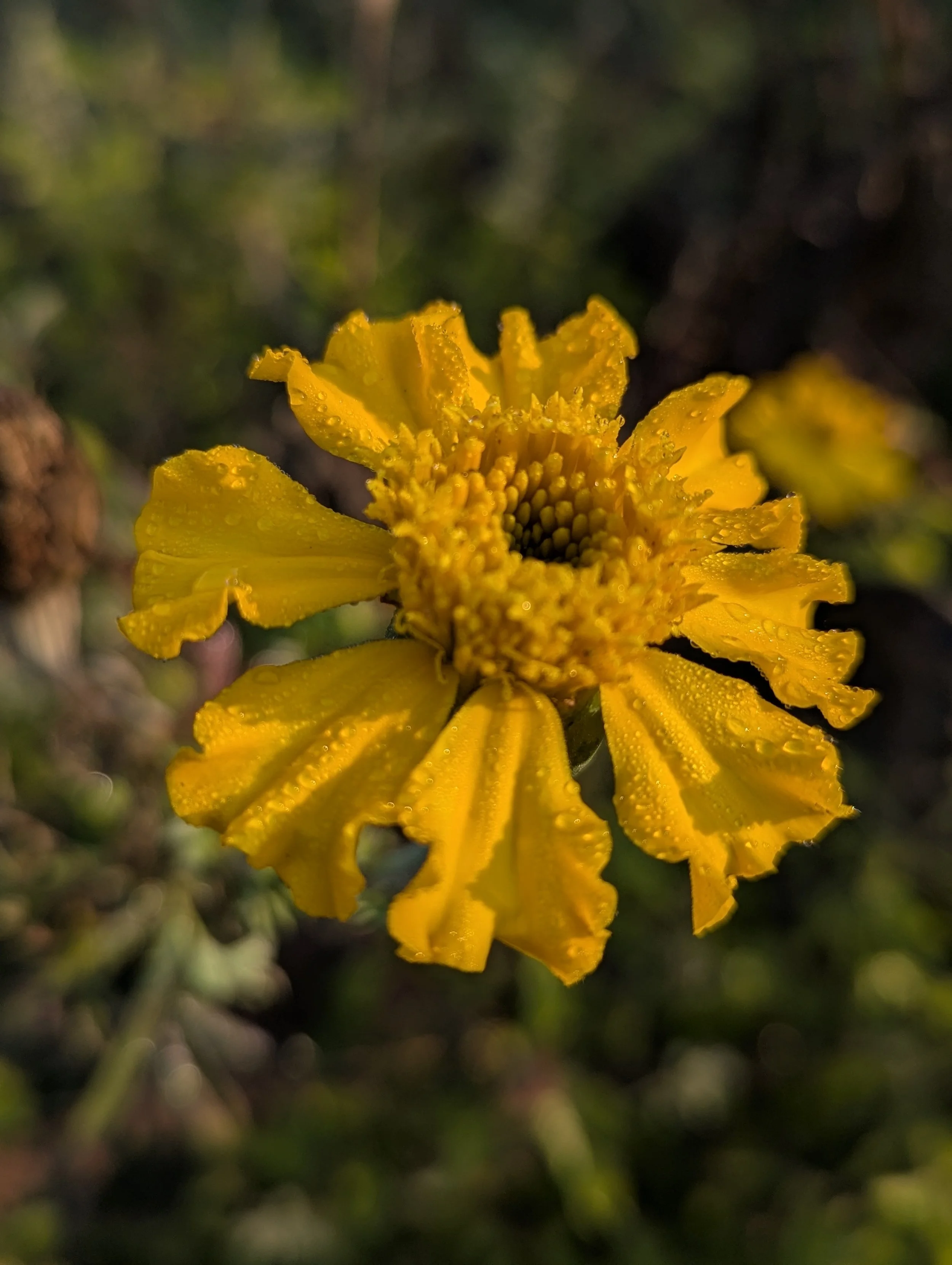 Relating to the Garden, not Extracting From It