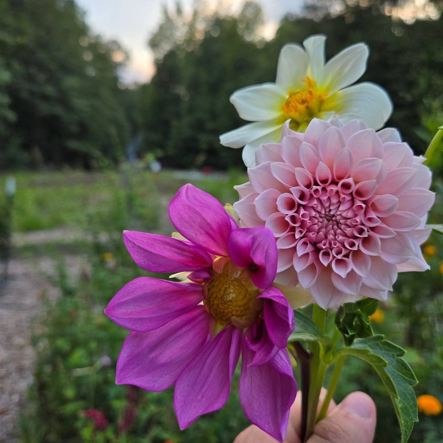 Evening garden assessment...dreaming of next seasons flowers, planting basil for fall bouquets, and leaving with dahlias in my hand. My kind of evening 😊

#paideiafarm #miniflowerfarm