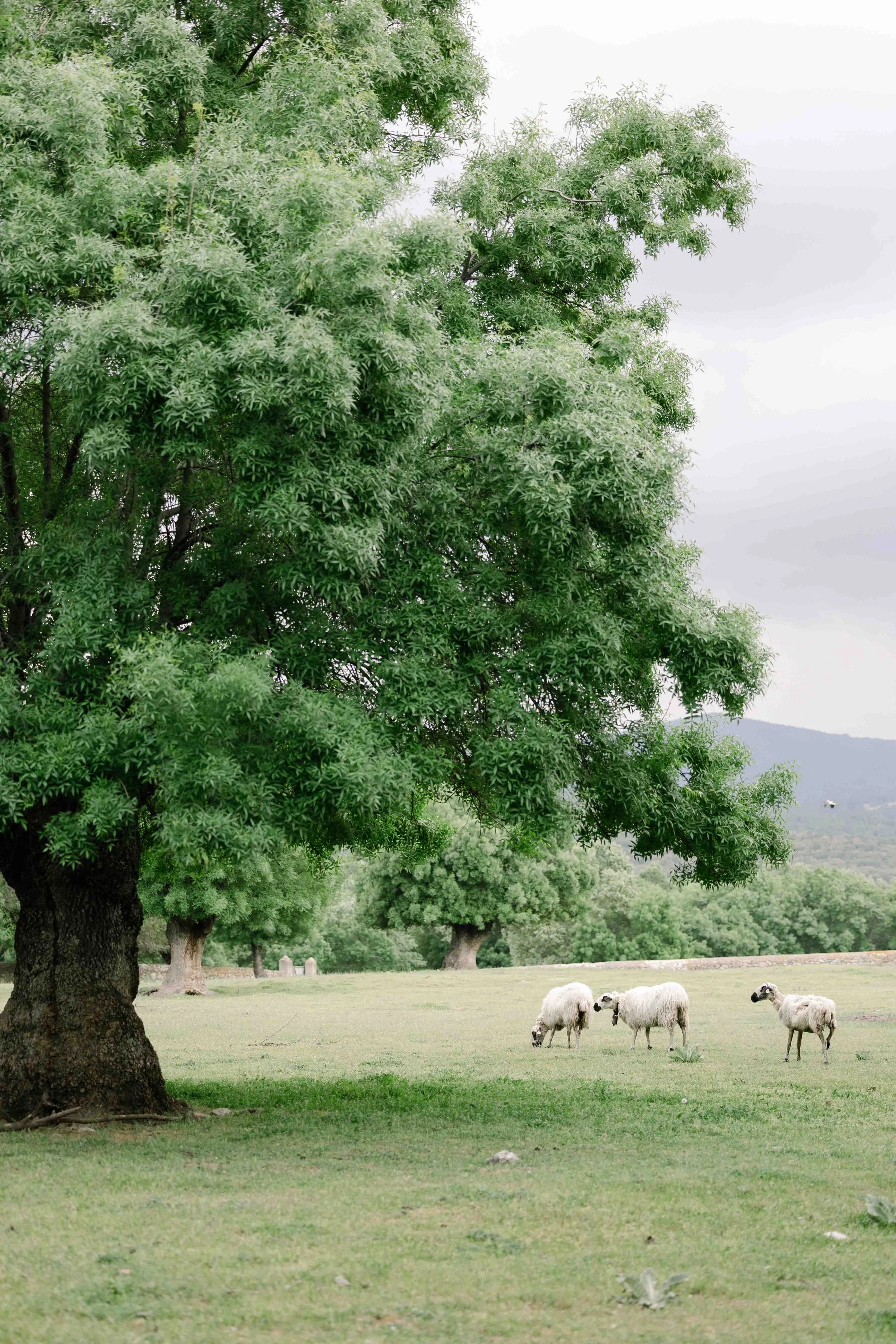 Finca el campillo Madrid.jpg
