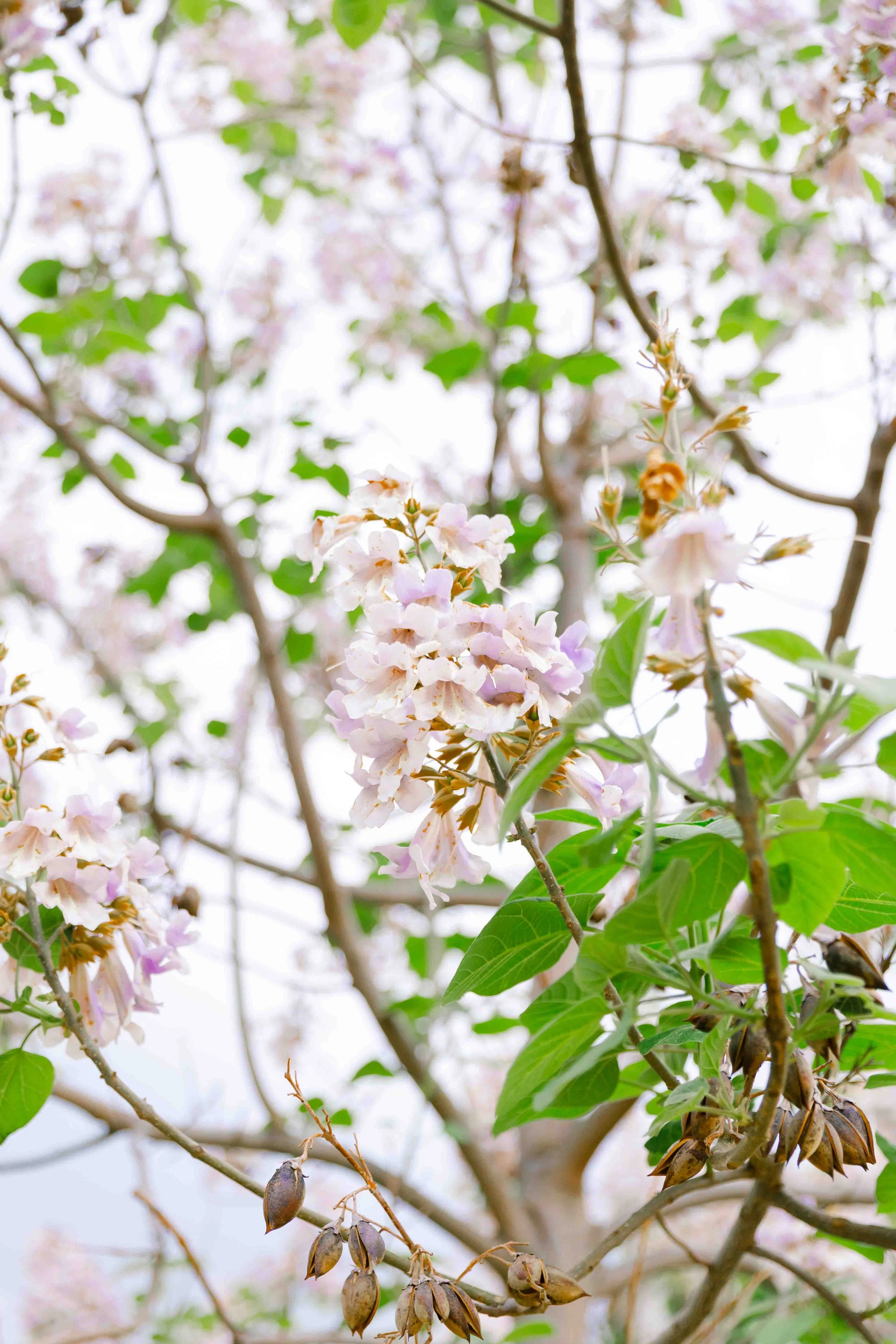 Finca el campillo Madrid-3.jpg