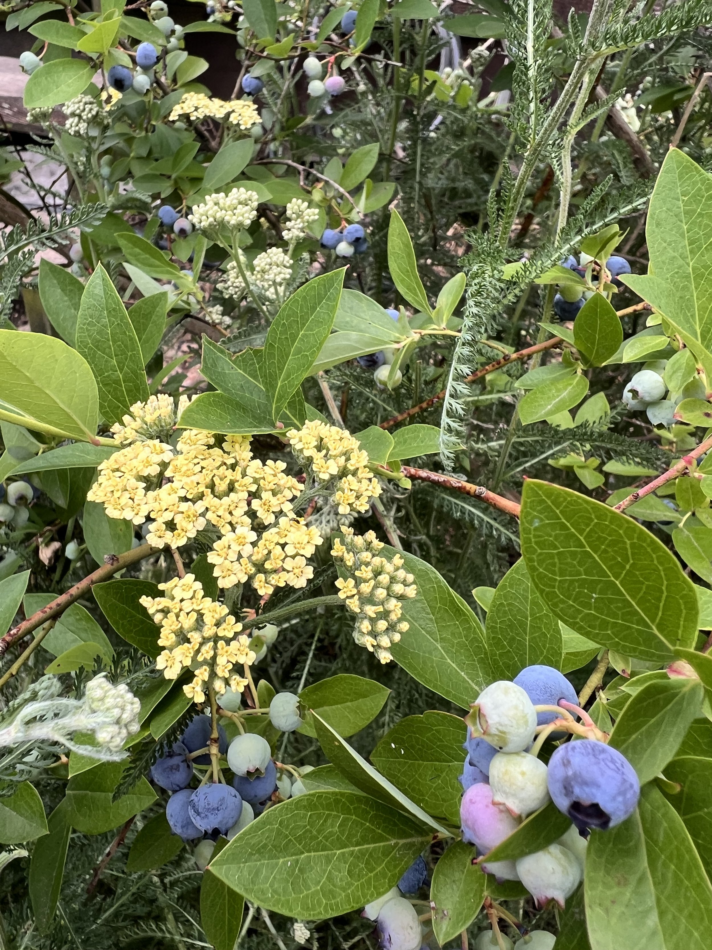 IMG_7578.jpeg