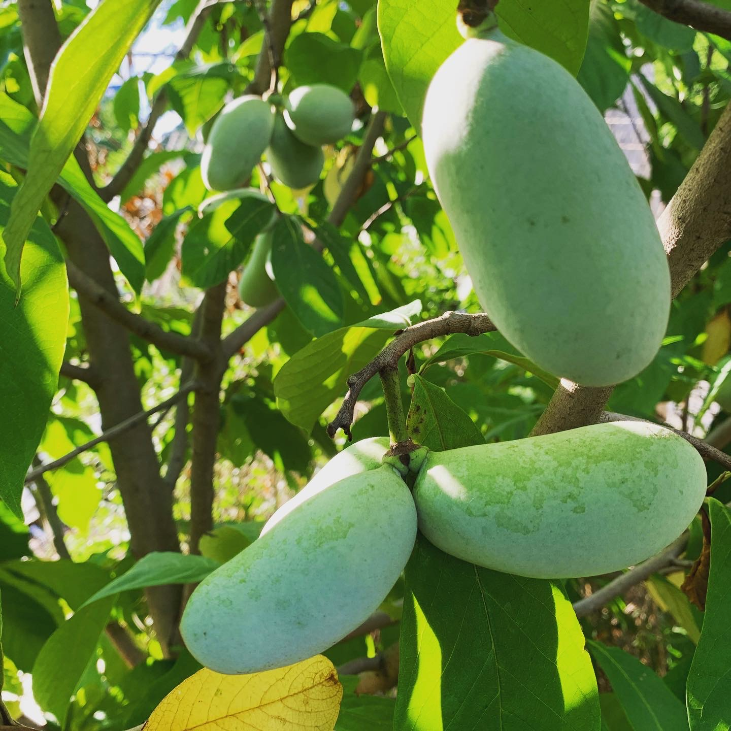 Pawpaws at Garfield Community Farm