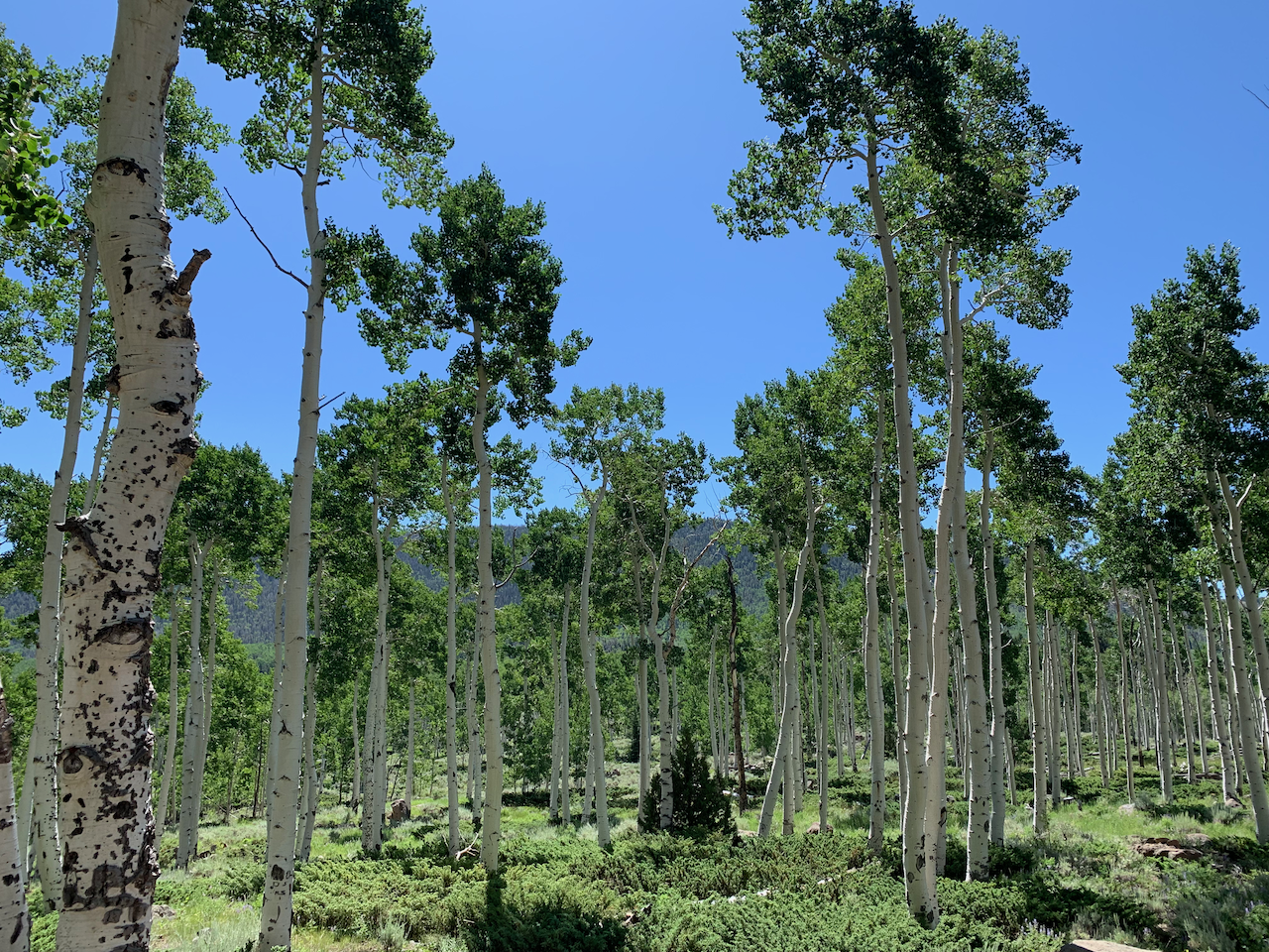 The Pando Forest