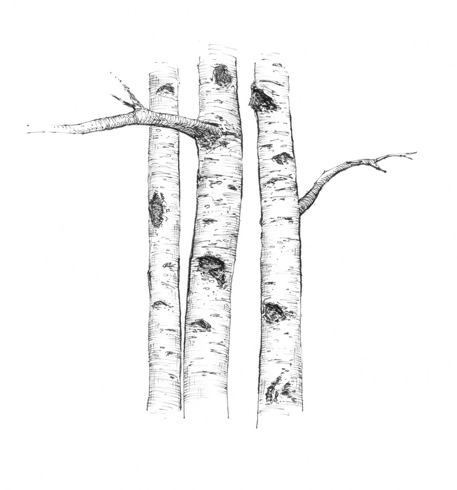 Original Illustration by Tim Englehardt