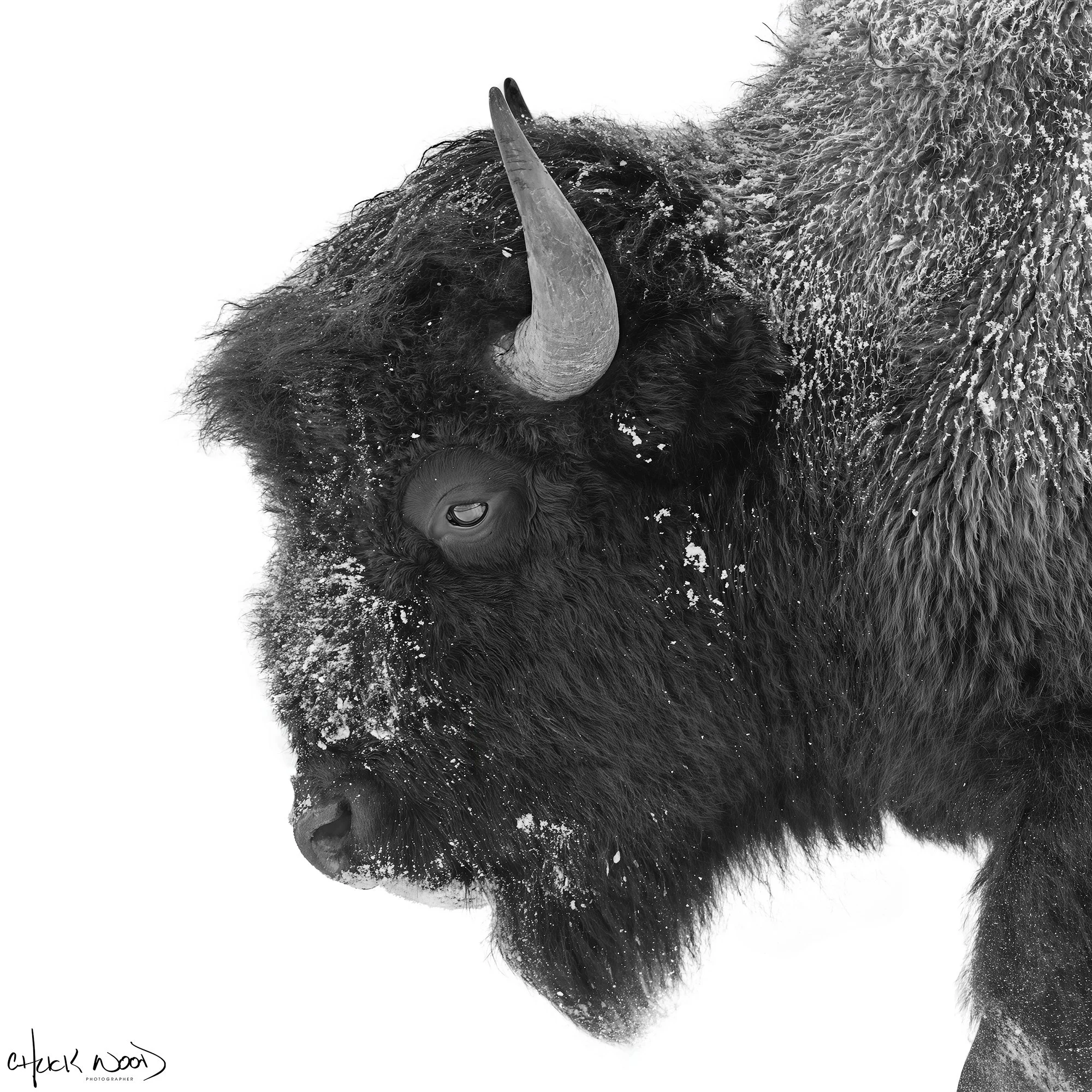 CW00621-Plains-Bison-Yellowstone-2026-2000-sig.jpg