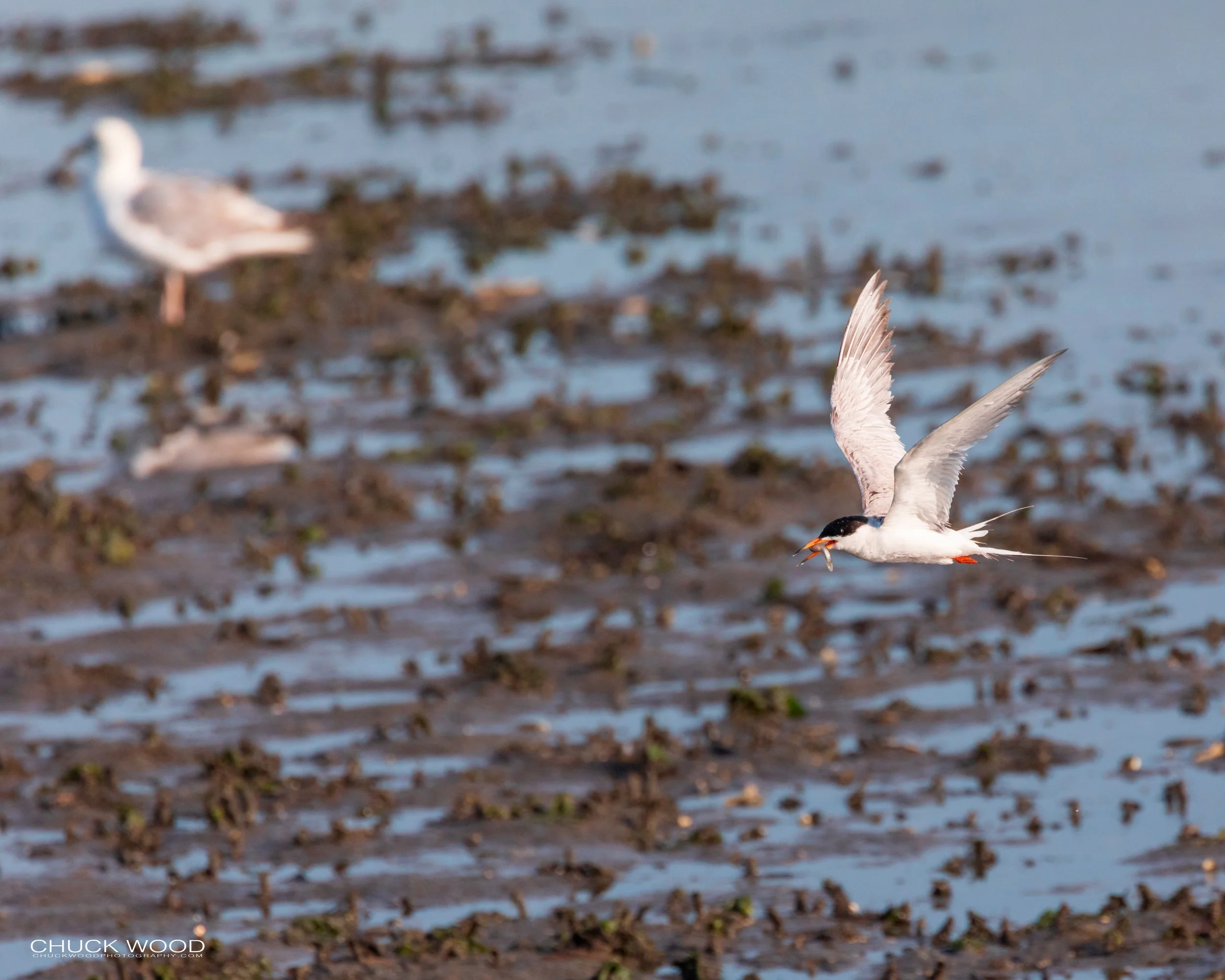  Forsythe NWR, NJ 2019 