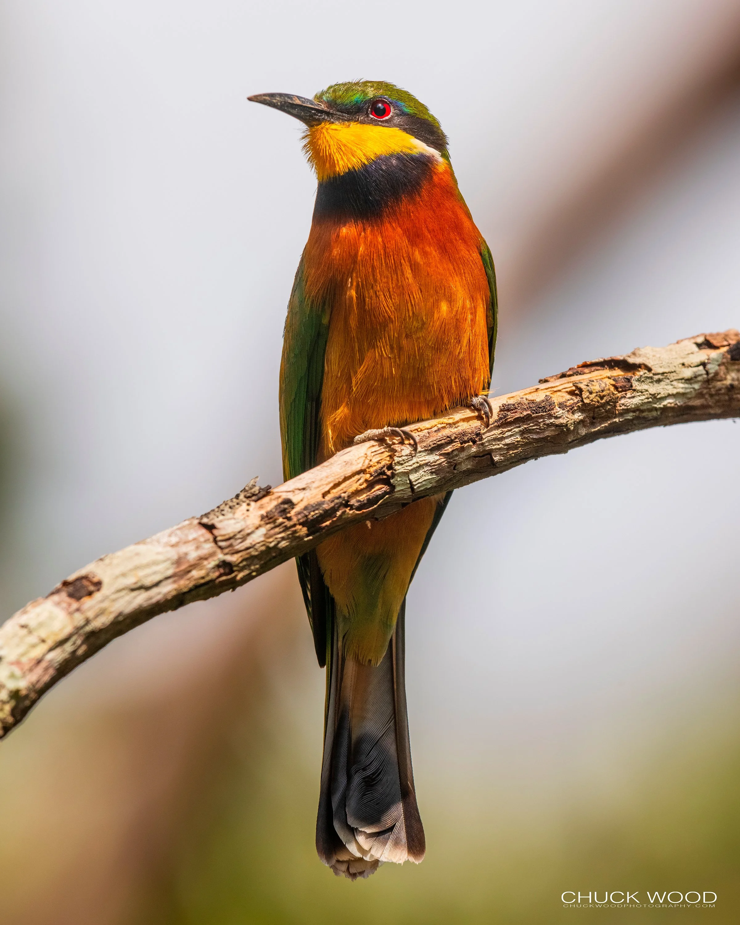   Arusha, Tanzania 2021 