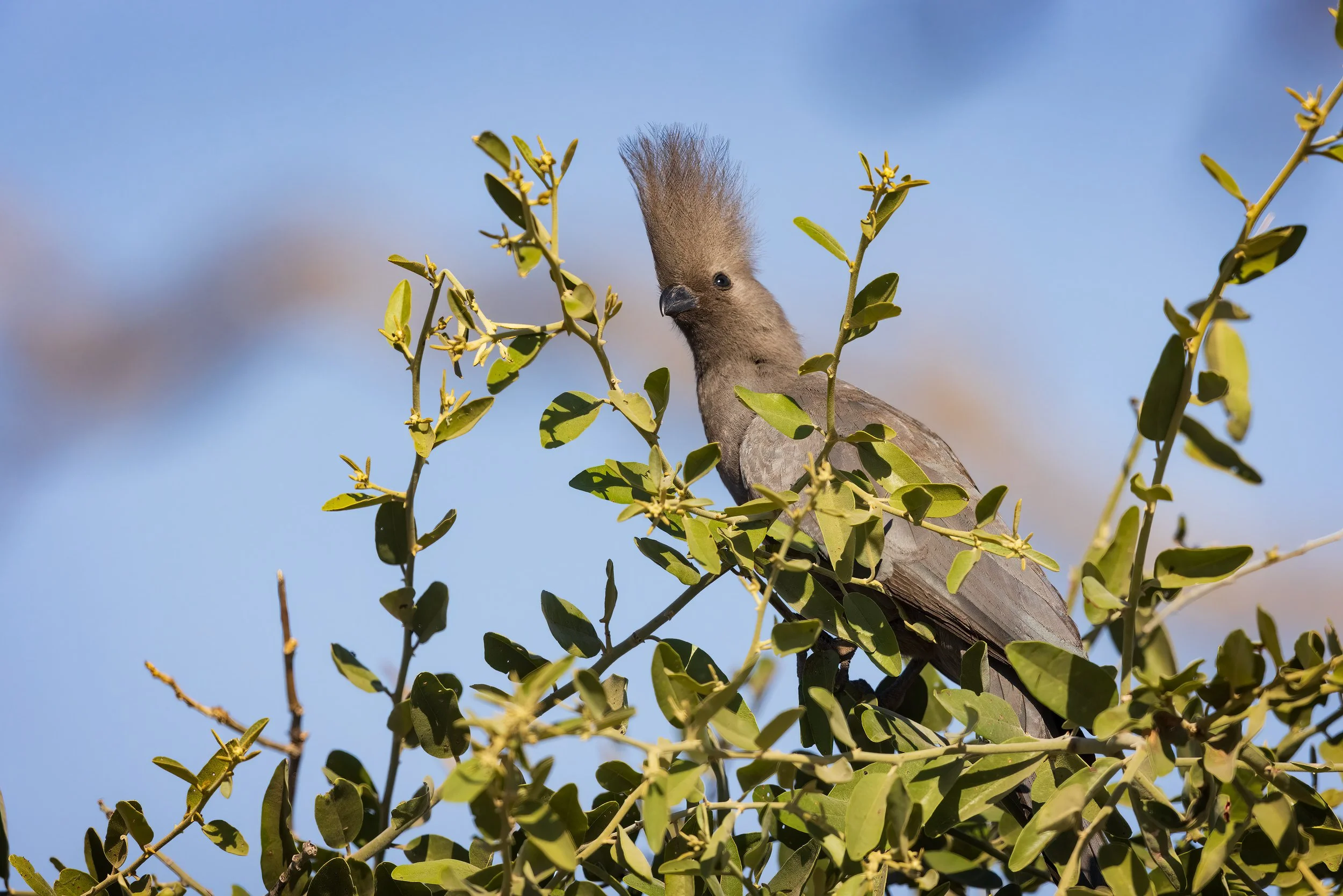  Chobe Riverfront, Botswana 2023 