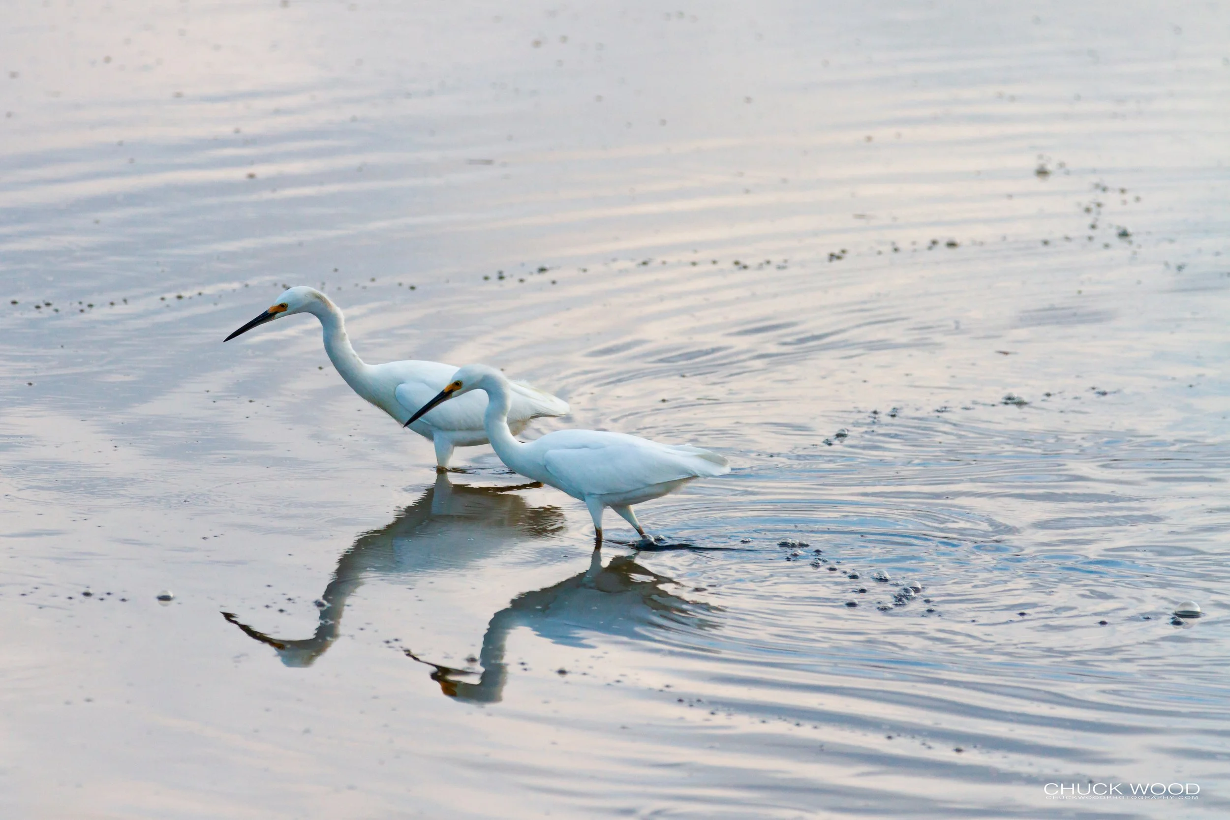  Forsythe NWR, NJ 2018 