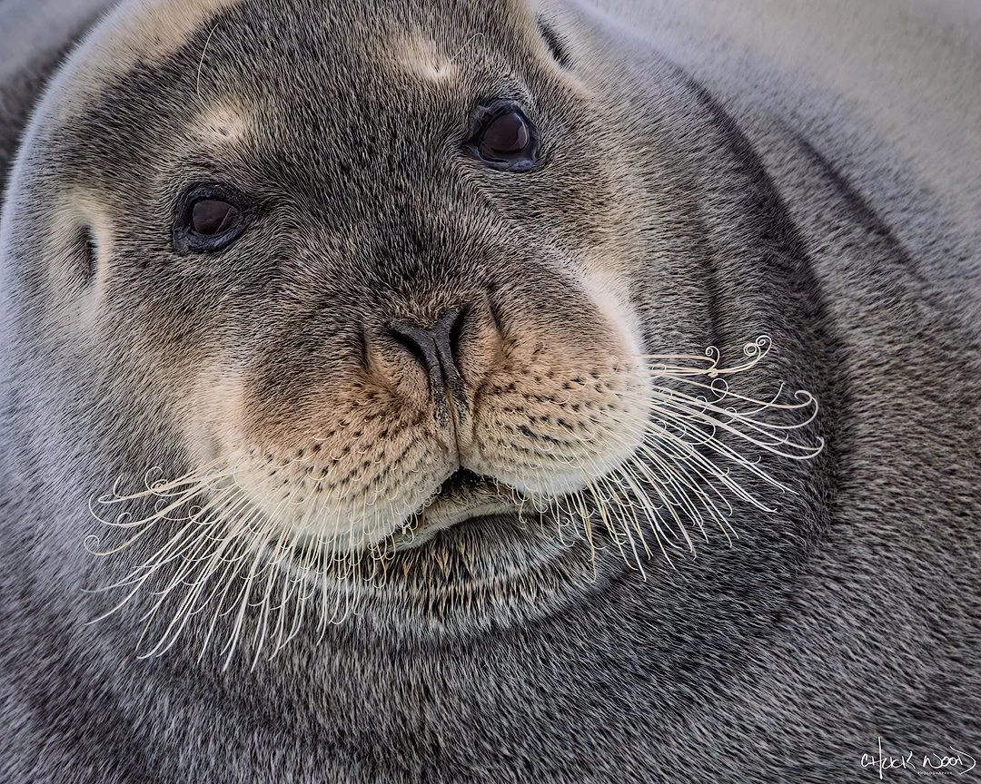 CW00602-Bearded-Seal-Portrait-Svalbard-2025-1080-sig.jpg
