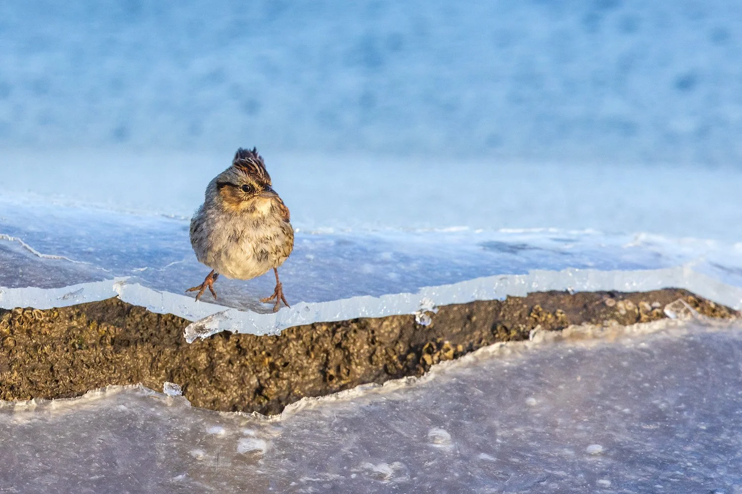 Song-Sparrow-20210206-Hackensack-River-02-1-1500.jpg