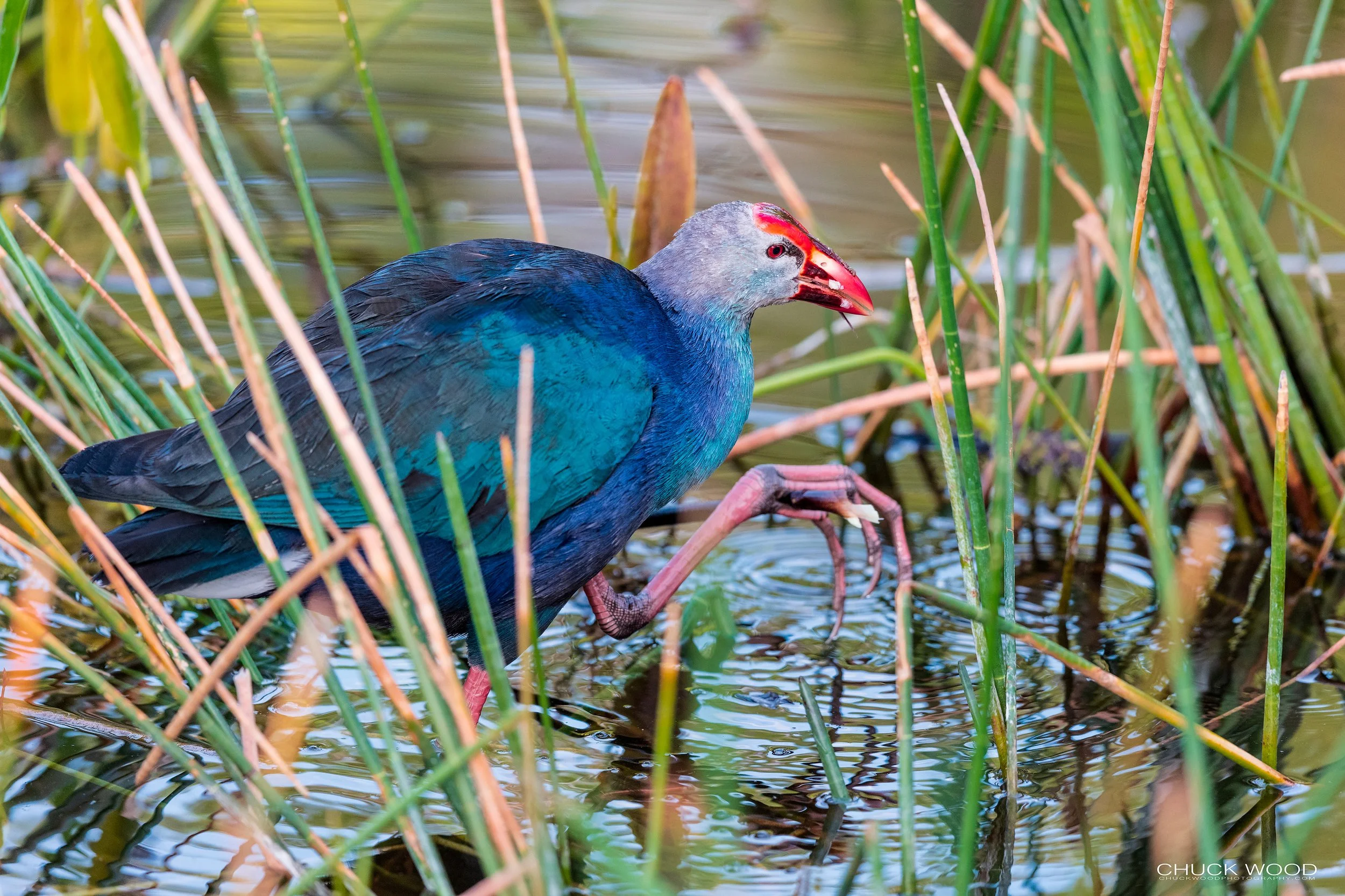  Wakodahatchee, FL 2021 