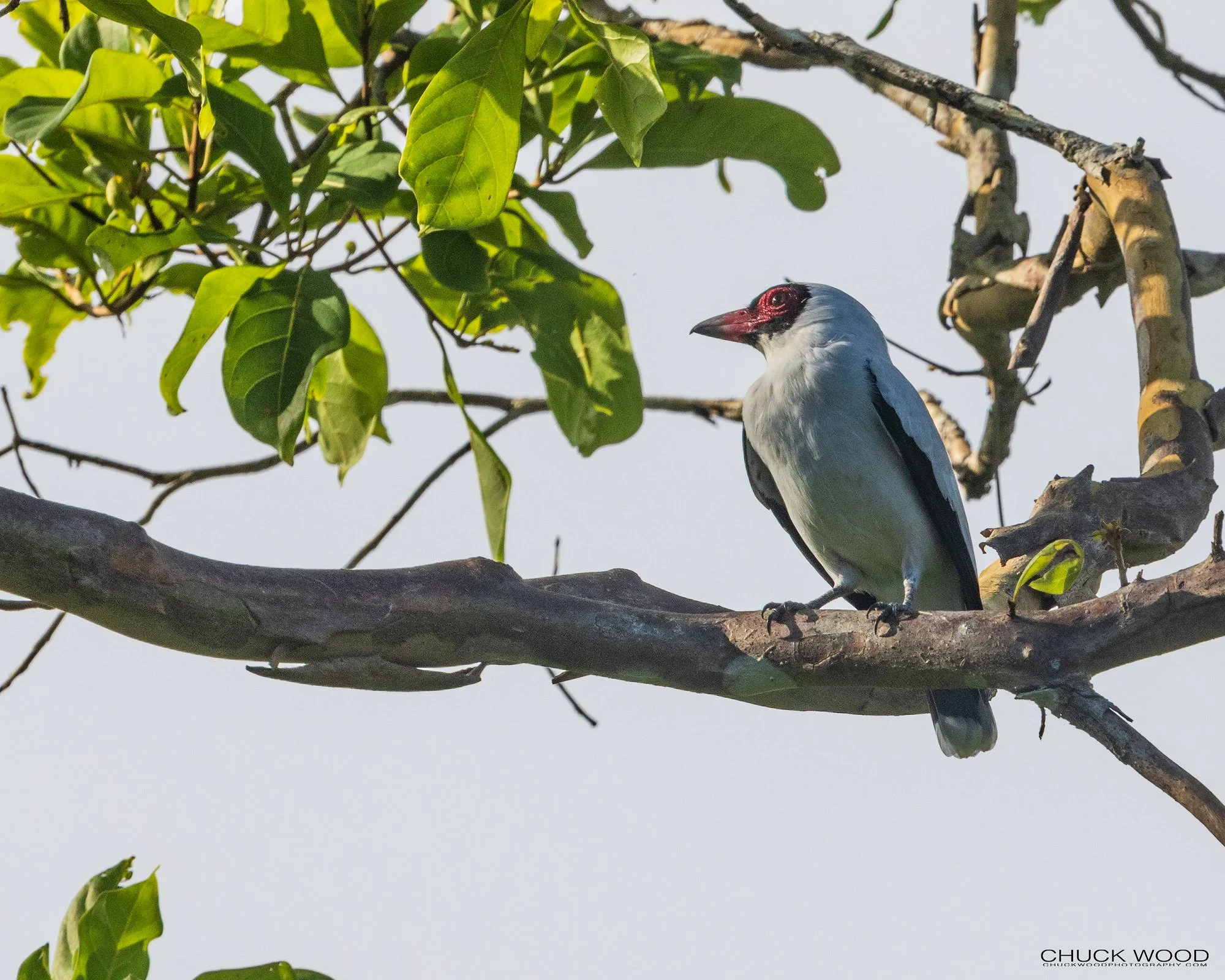  Osa Peninsula, Costa Rica 2022 