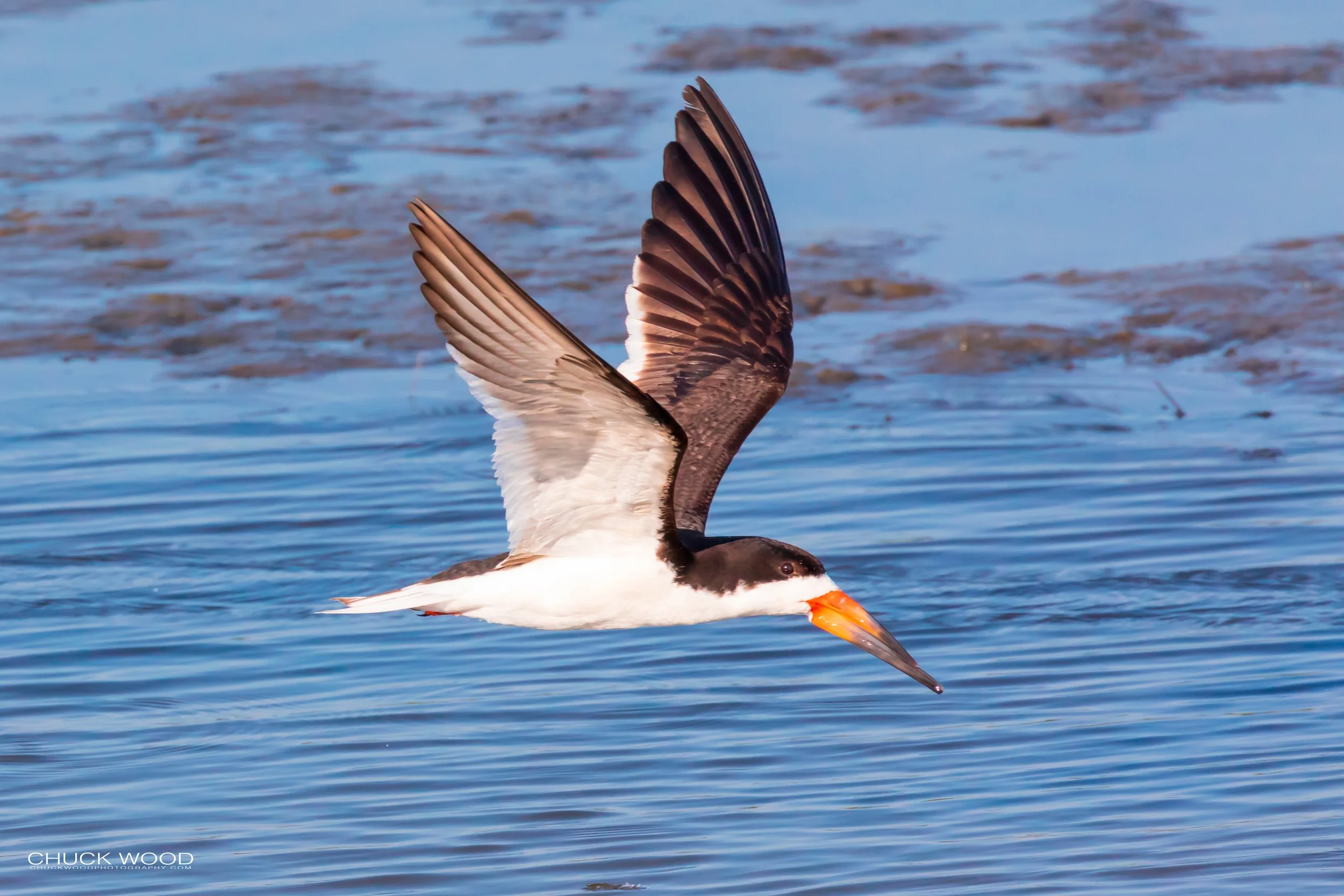  Forsythe NWR, NJ 2019 