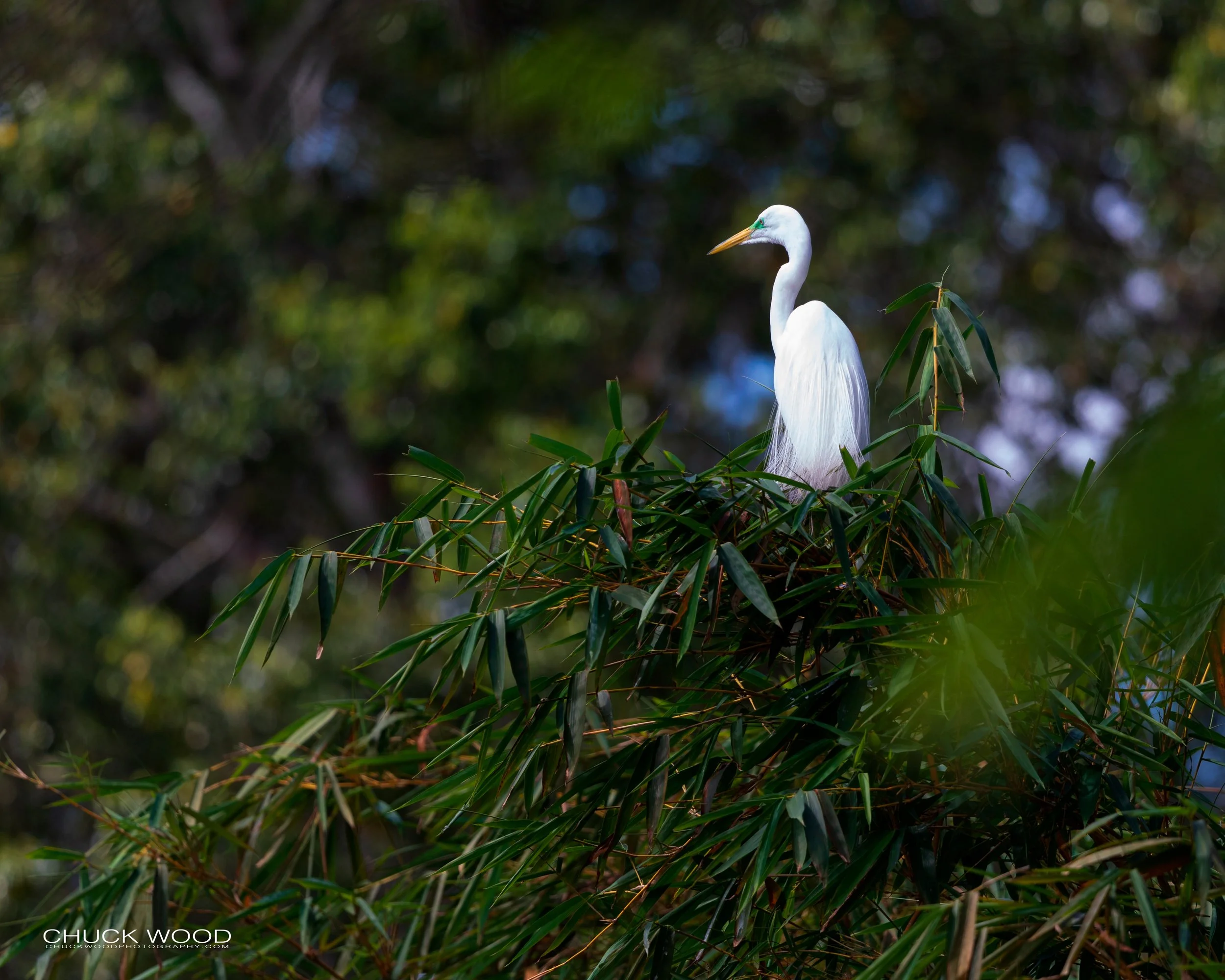  CATIE, Costa Rica 2020 