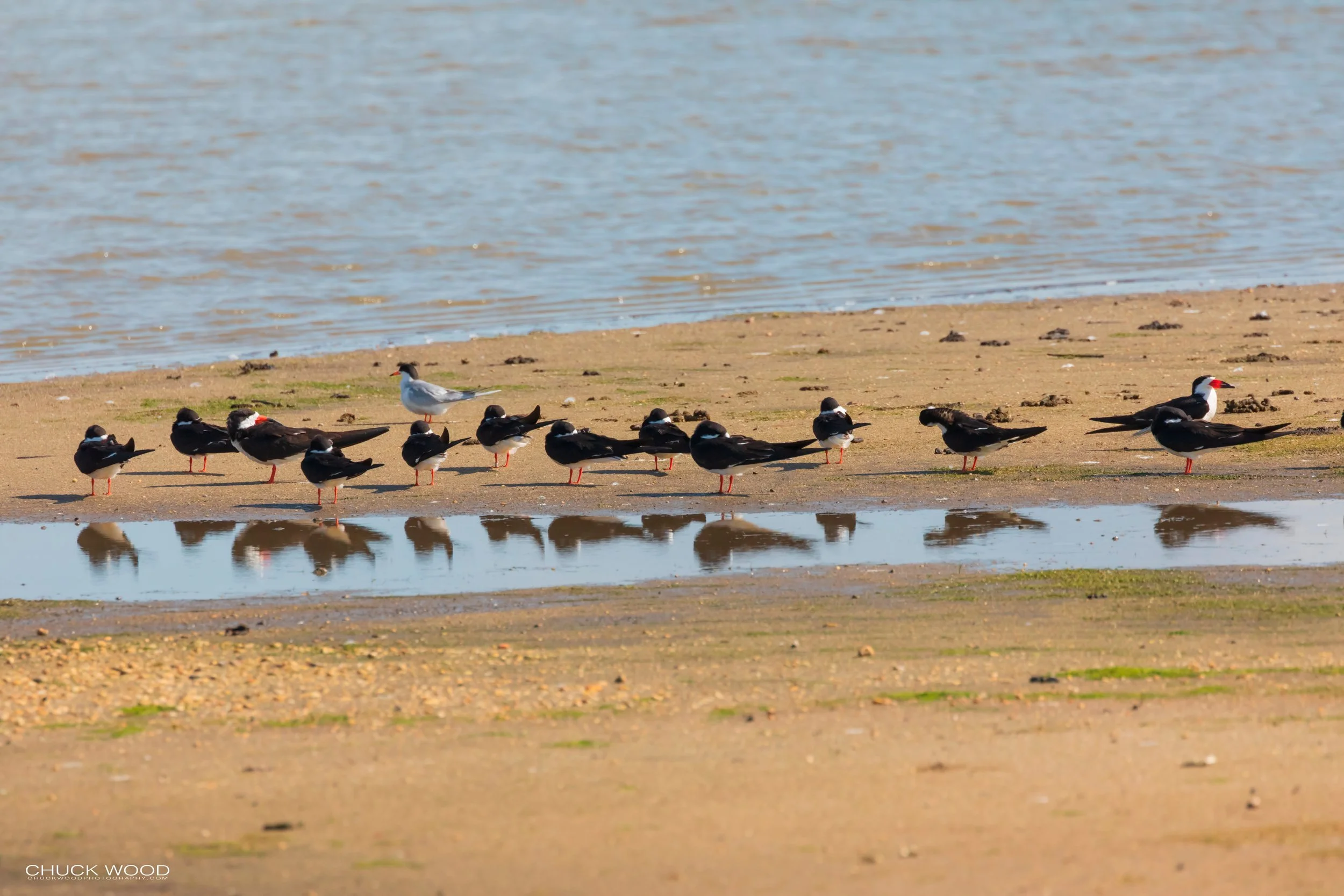  Forsythe NWR, NJ 2019 
