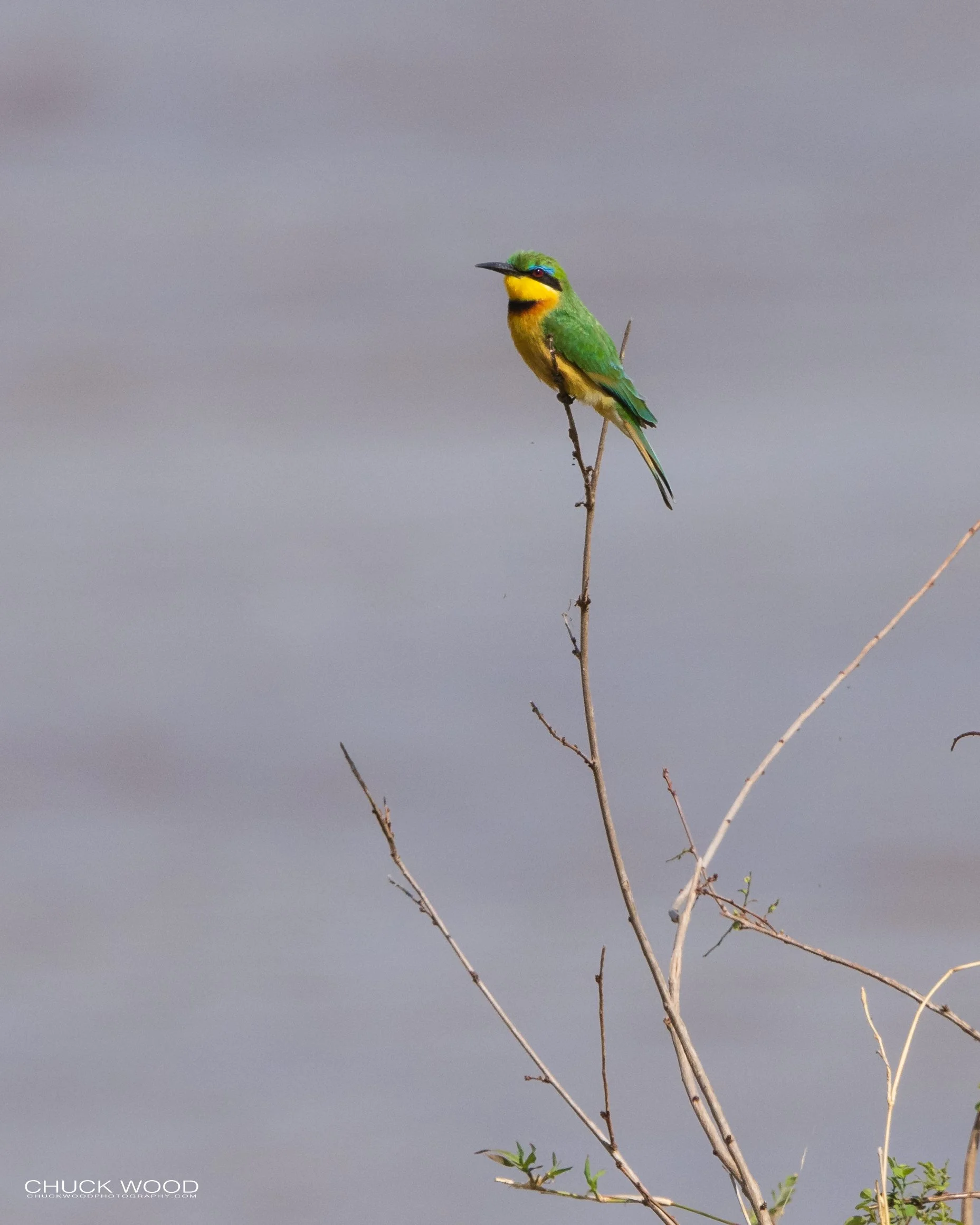  Serengeti, Tanzania 2021 