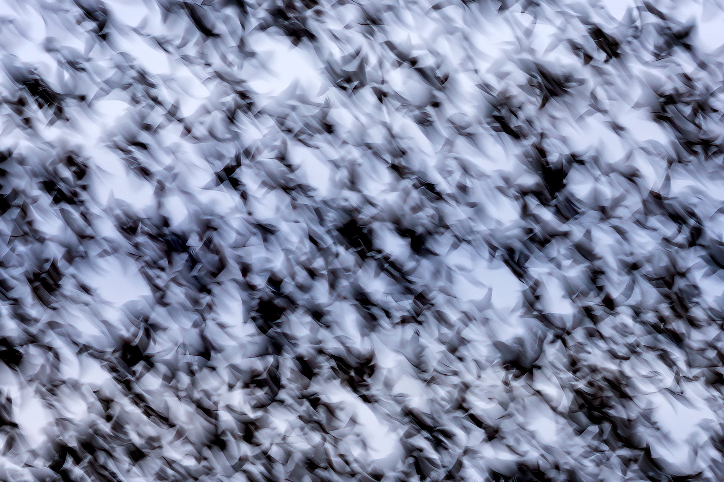 Red-winged-Blackbirds-20211207-Bosque-del-Apache-04-working-WB.jpg
