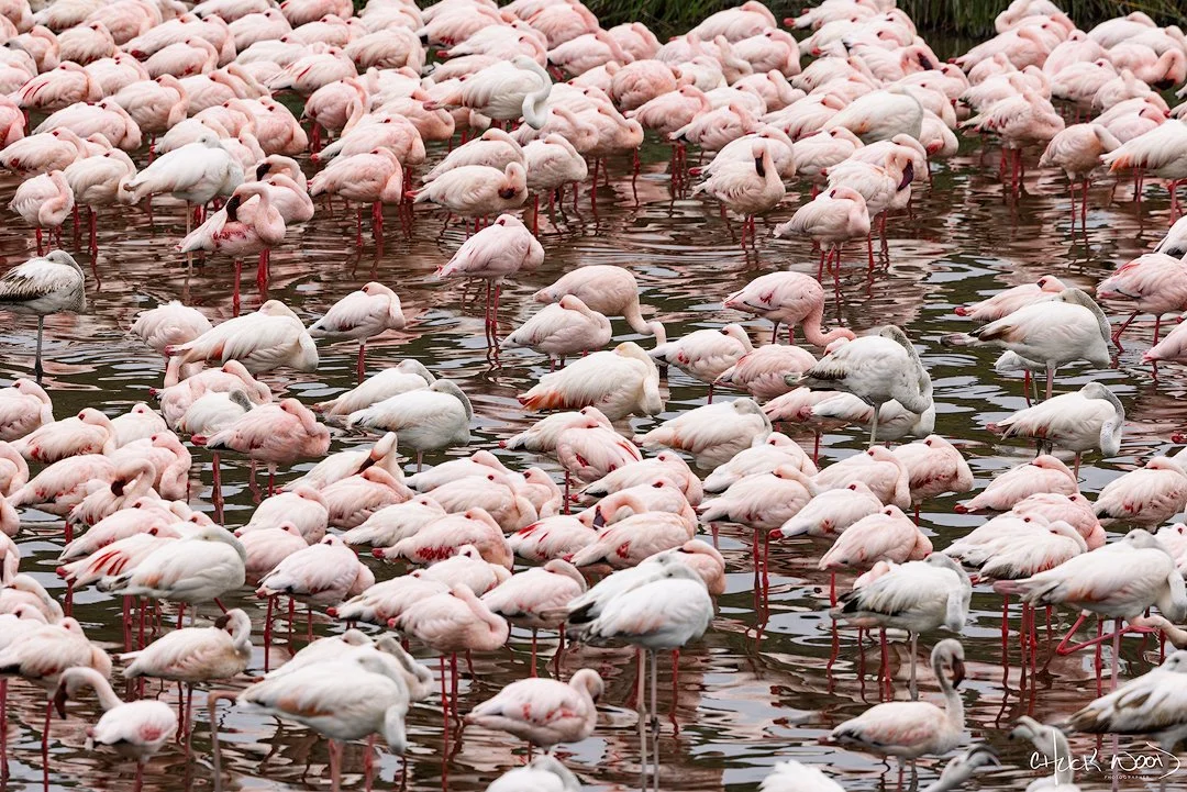  Arusha, Tanzania 2021 