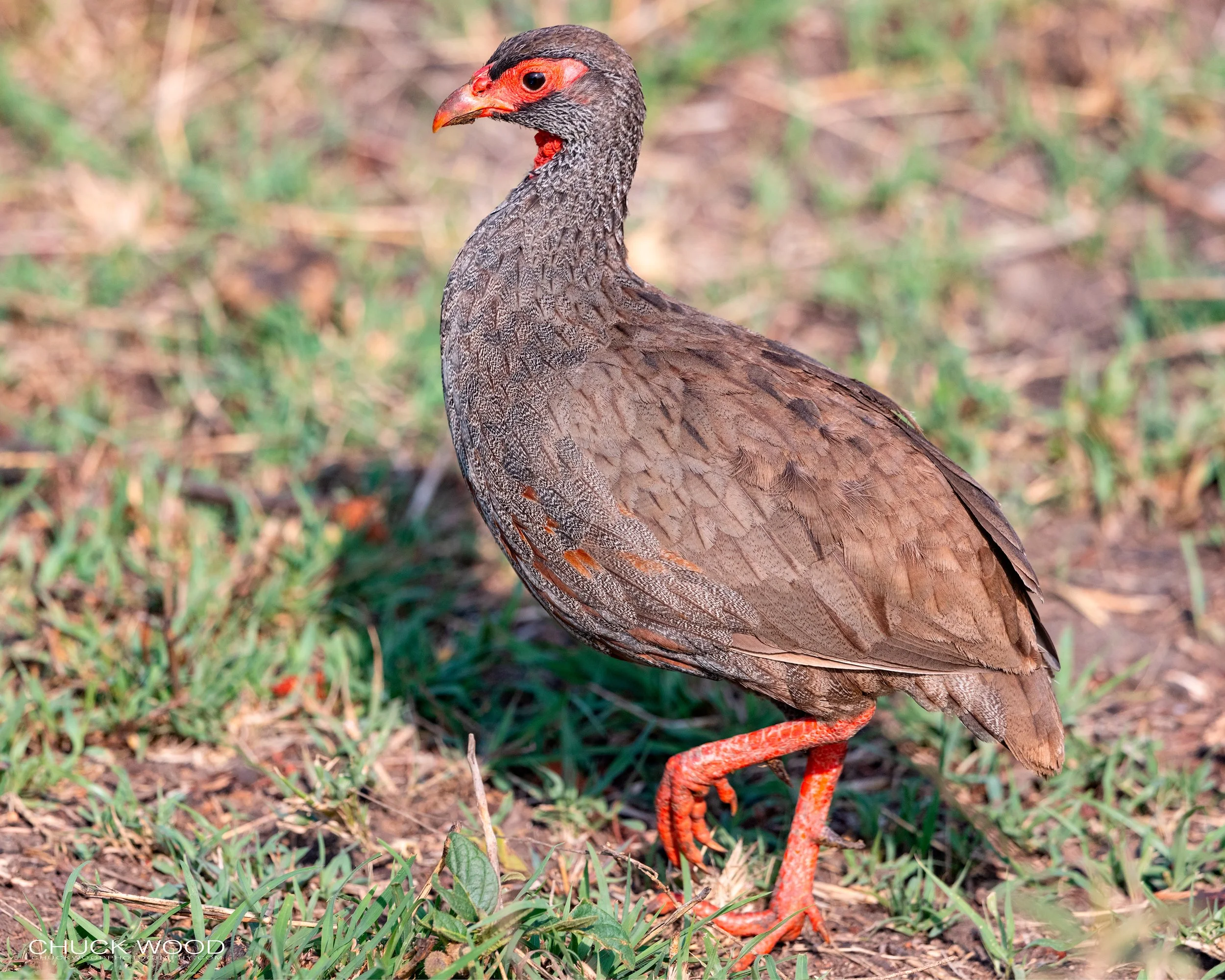  Serengeti, Tanzania 2021 