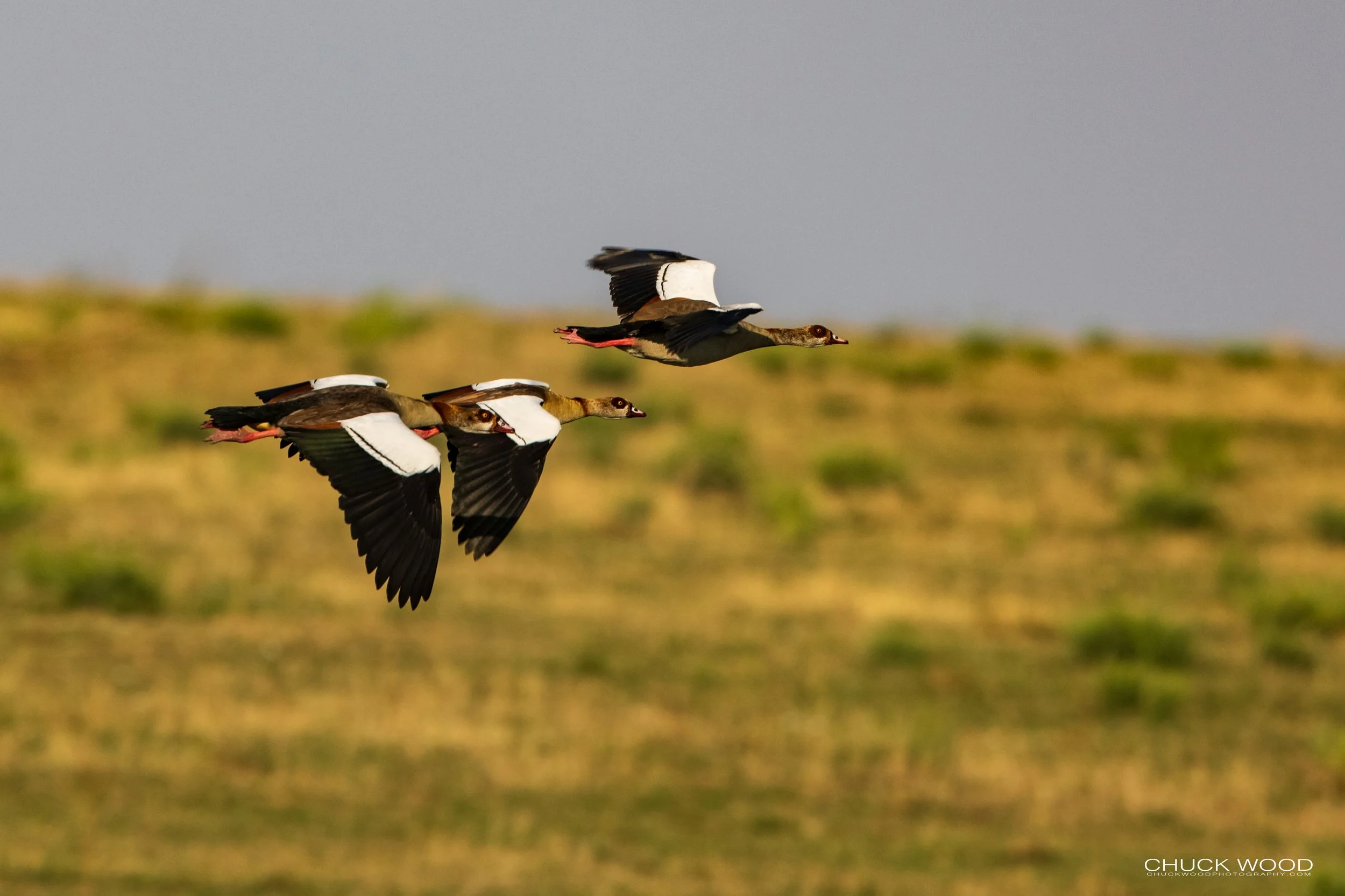  Serengeti, Tanzania 2021 